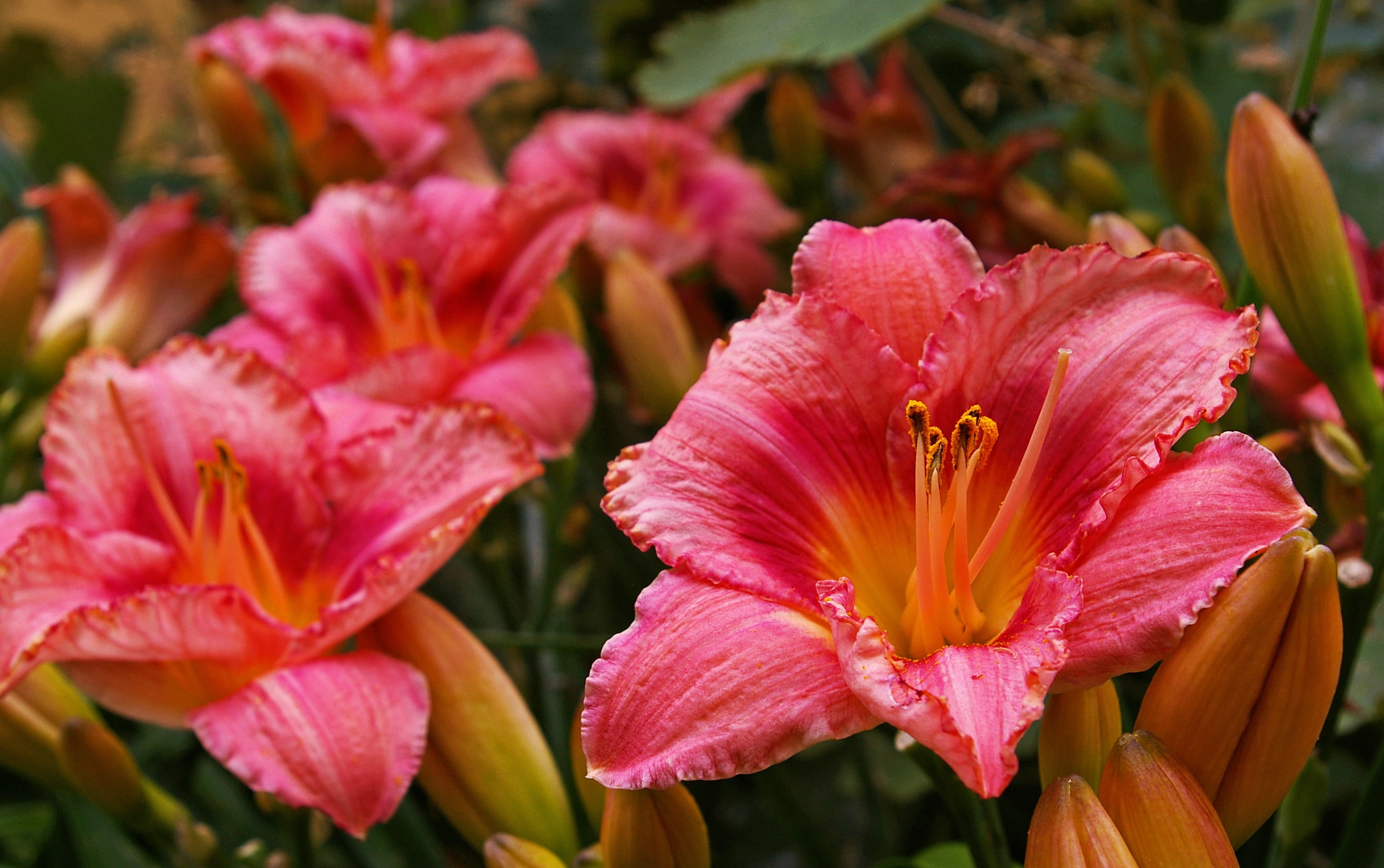 petals, freshness, inflorescence, flower head, blossom, pollen, flower, floral, lily, flowering plant, pink color, plant, petal, blossomed, daylily, gardening, HD Wallpaper