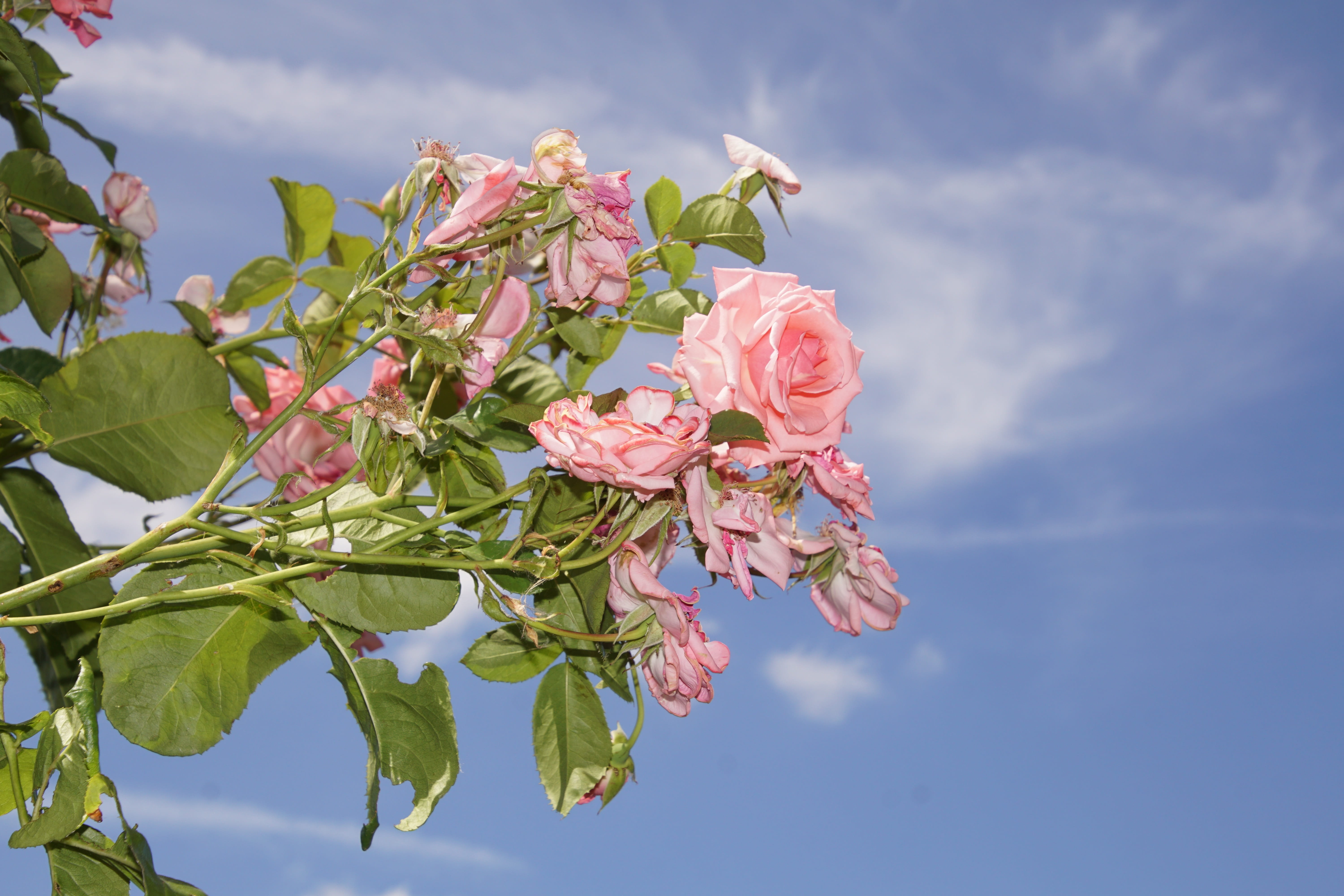 ramira, sky, cherry tree, leaf, climbing rose, summer, macro photography, Bloom, growth, pink color, valentines day, rose bloom, cloud - sky, color, close-up, HD Wallpaper