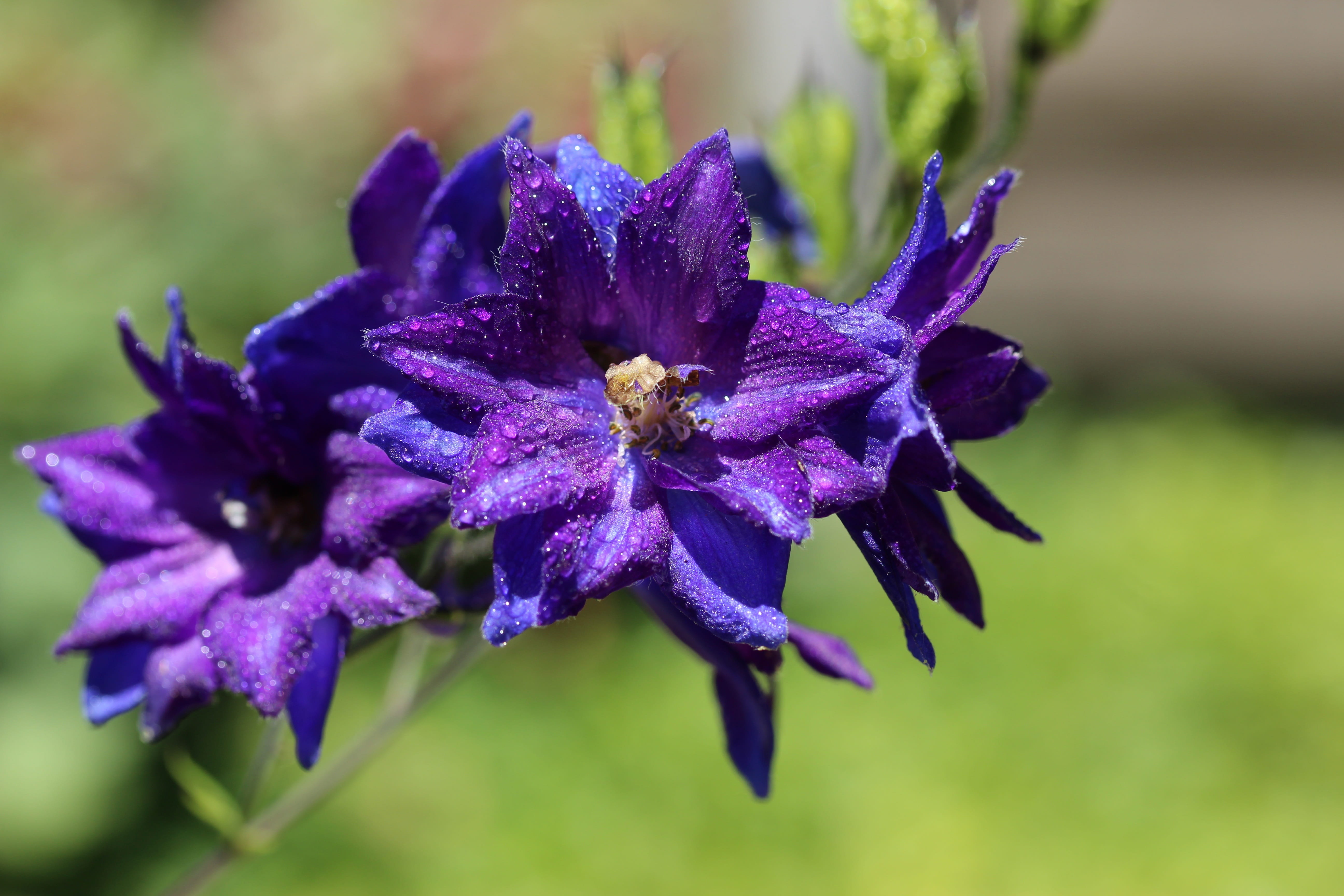 purple, pollen, floristry, beauty in nature, no people, flowers, nature, bloom, floral, flowering plant, close-up, 5K, summer, freshness, flower, inflorescence, HD Wallpaper