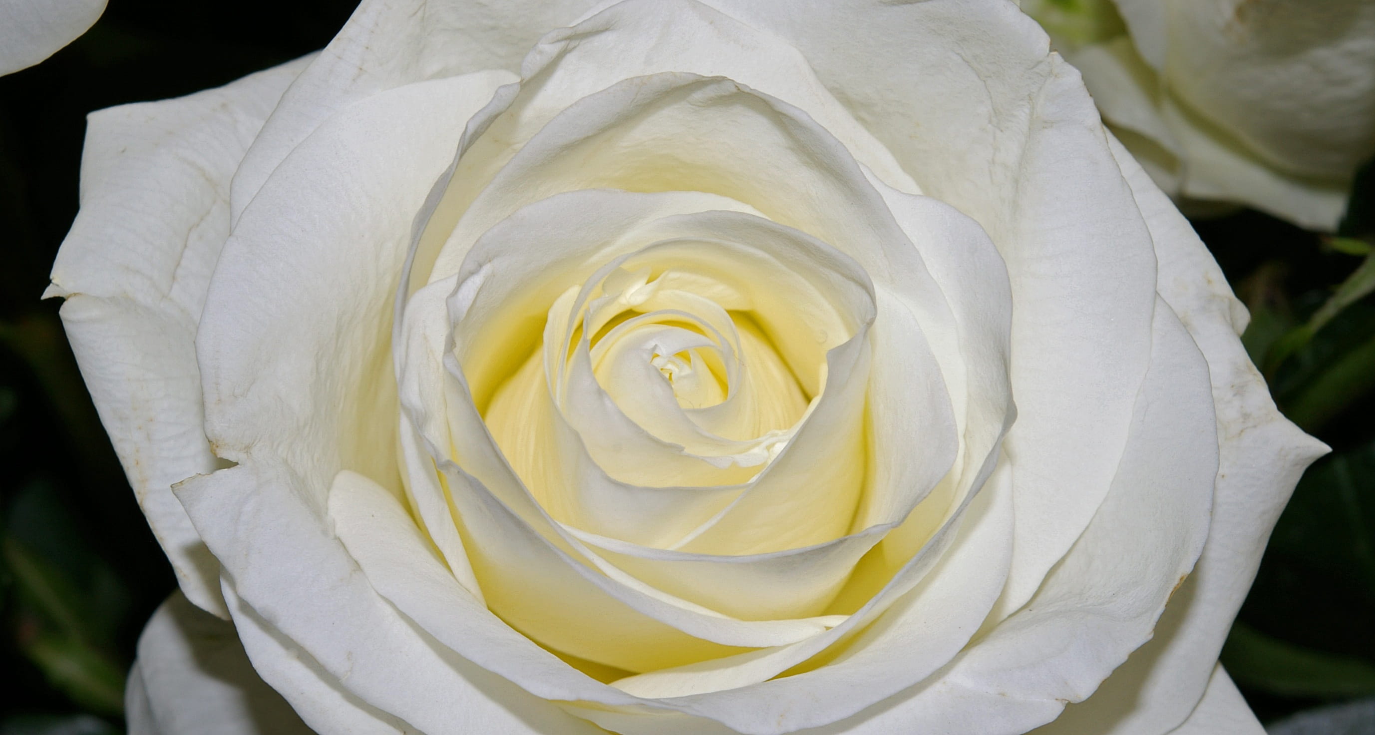 rose - Flower, backgrounds, luck, botany, growth, nature, close-up, wedding, white Rose, white color, flower, purity, mothers day, flowering plant, romantic, HD Wallpaper