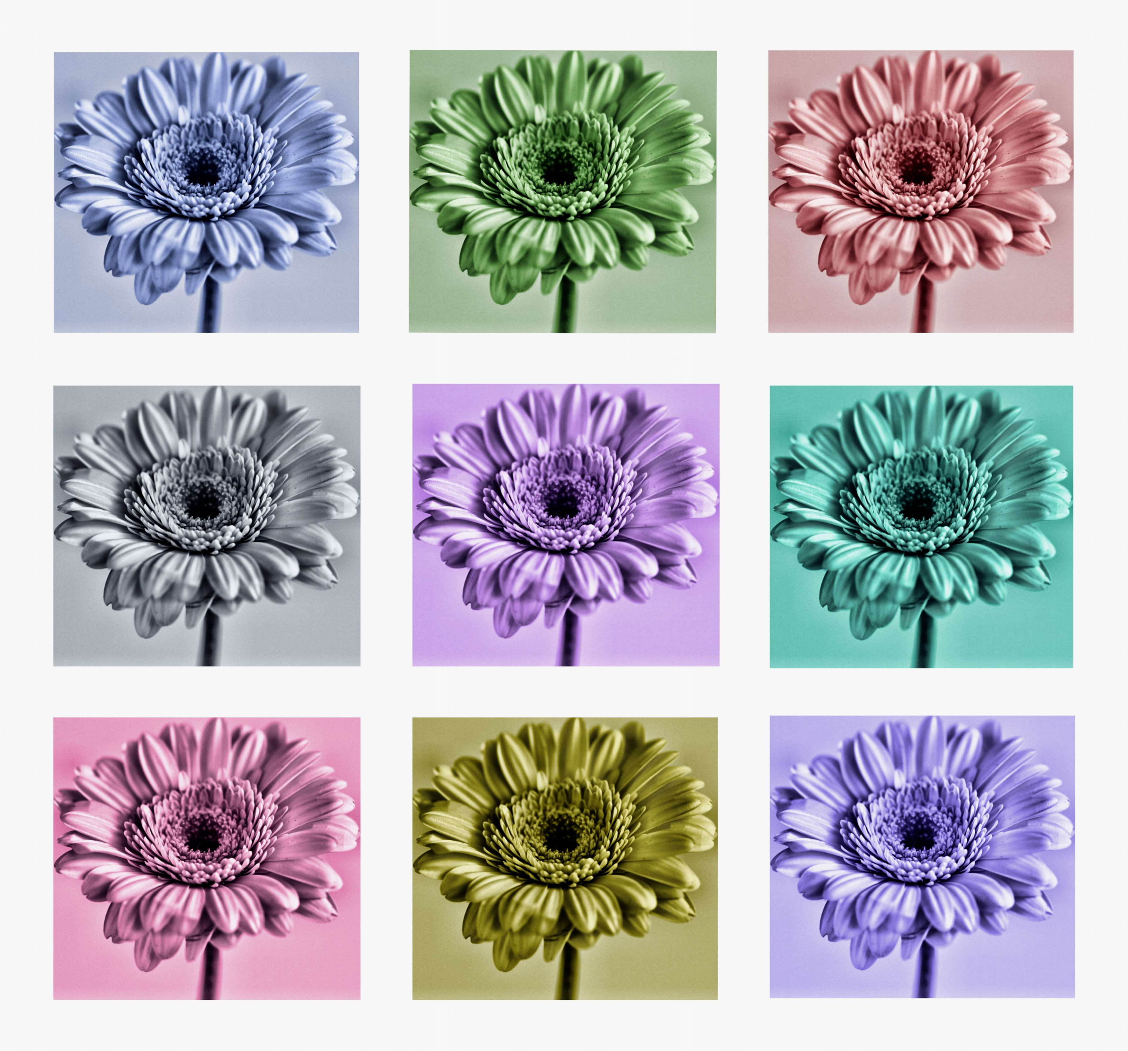 pattern, flower, growth, fragility, variation, colourful, freshness, floral, close-up, art, floristry, flora, floral pattern, nature, plants, beauty in nature, HD Wallpaper