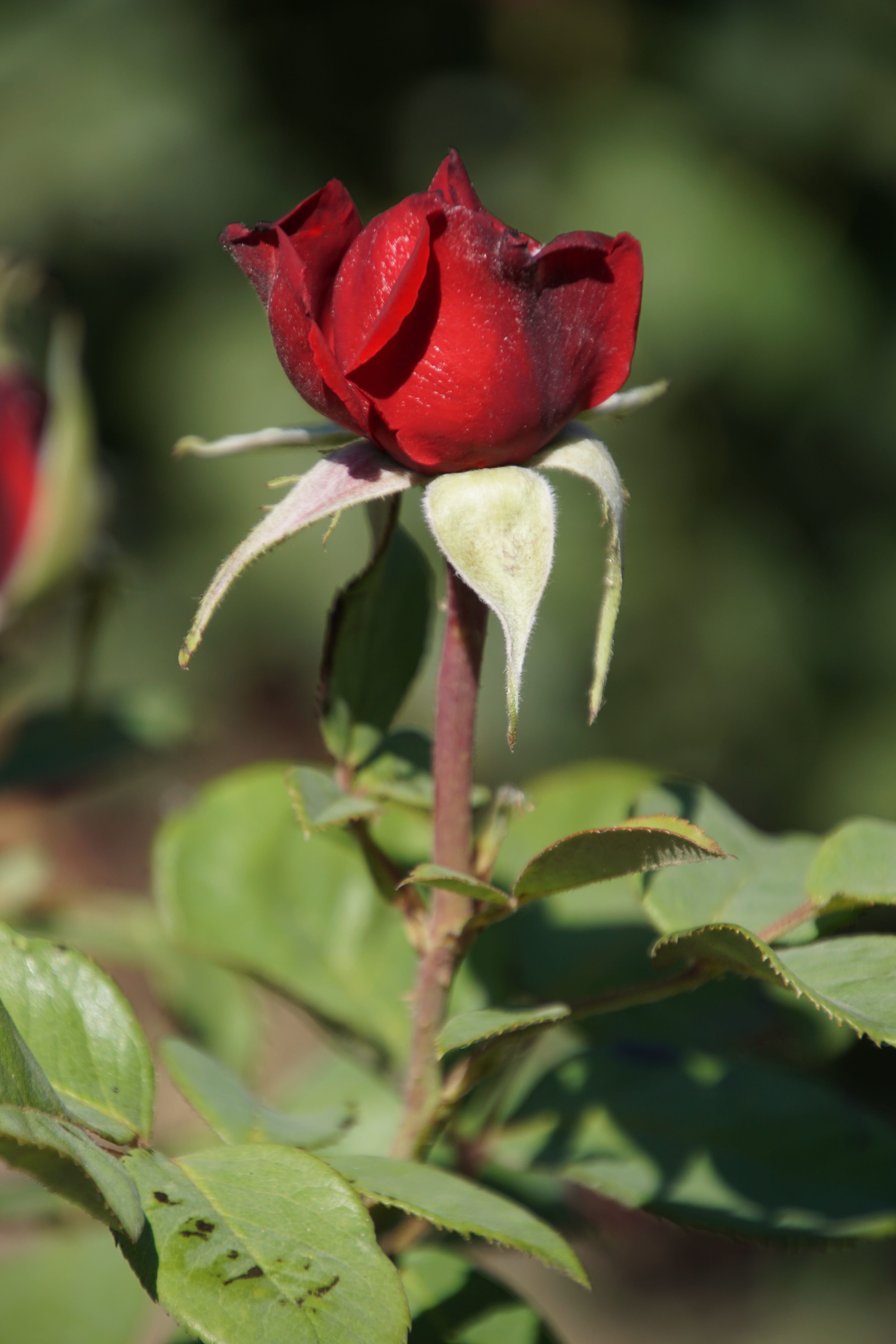 flower, bouquet, breeding, freshness, valentines day, Burgundy, single Flower, plants and flowers, fragility, outdoors, green, vulnerability, no people, Phone HD Wallpaper