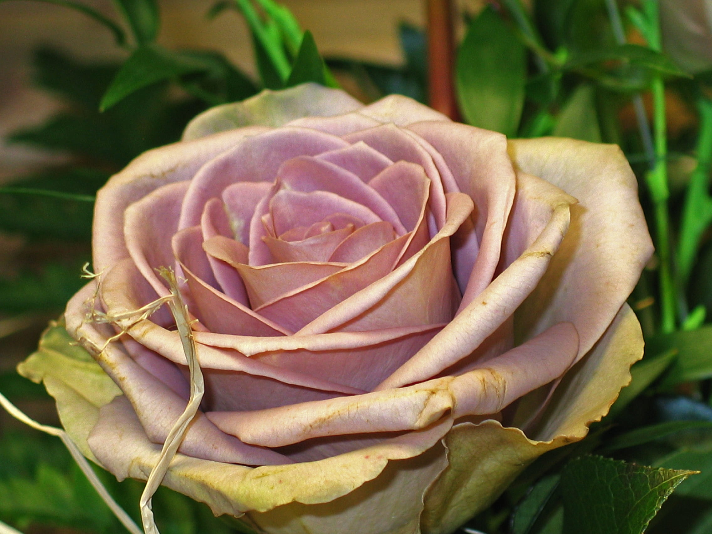 bridal bouquet, flowering plant, beautiful, romance, connectedness, birthday table, rose bloom, valentines day, leaf, close-up, pink petals, fragility, HD Wallpaper