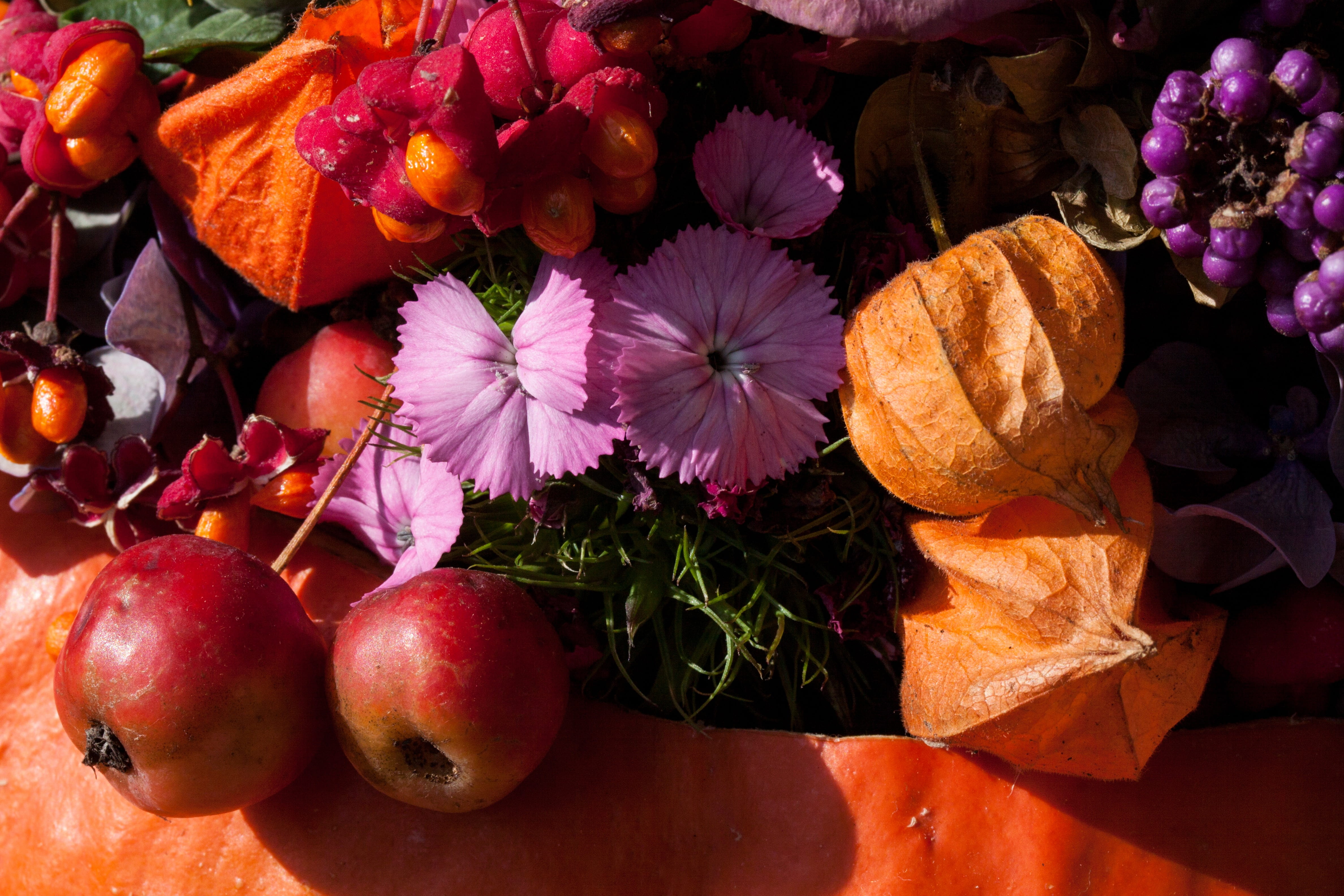 orange, fruit, bouquet, pumpkin, pink purple, nature, choice, beside, fittonia albivenis franchetii, vegetable, floristry, variation, flora, 4K, high angle view, HD Wallpaper