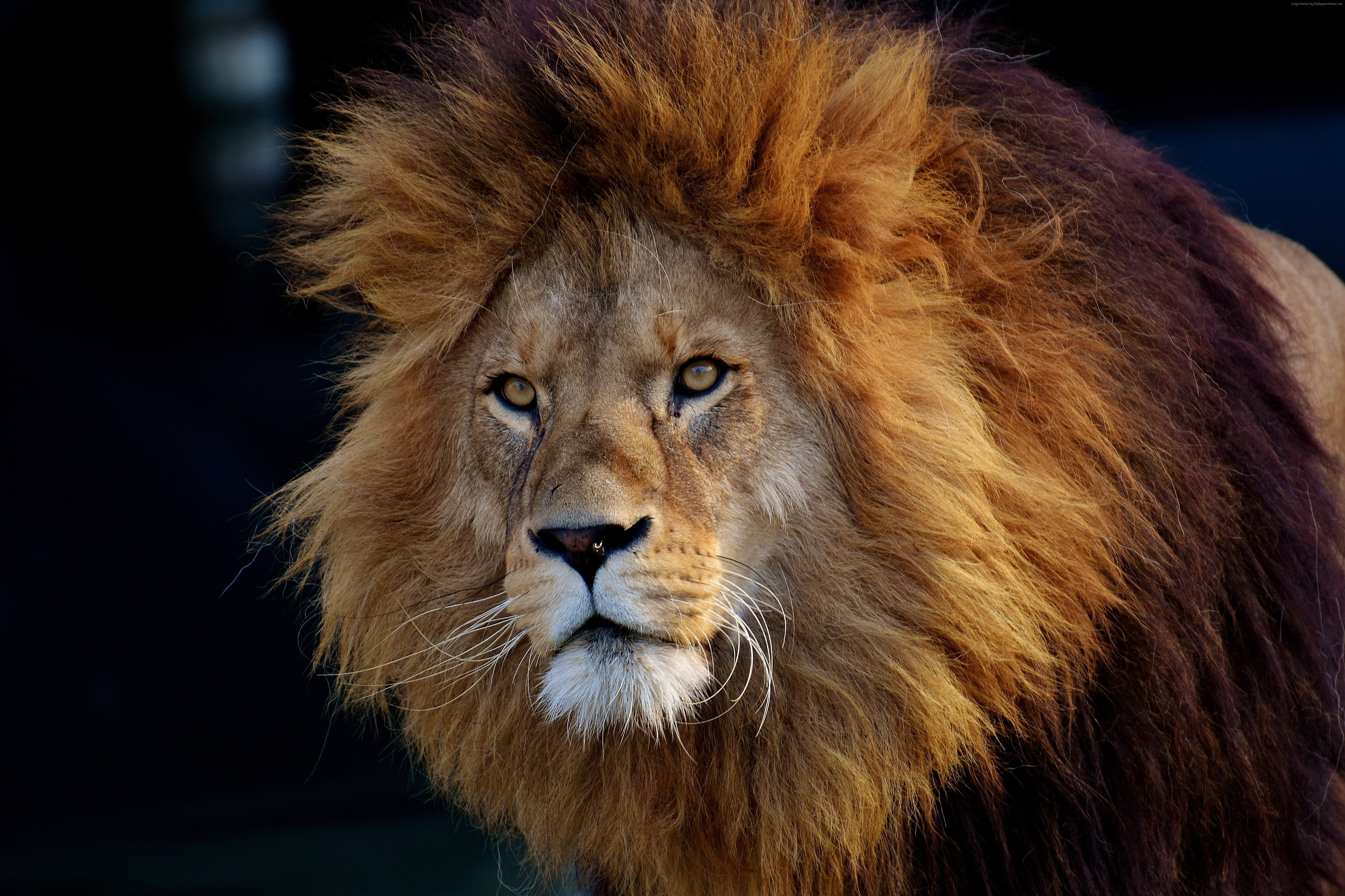 6K, 5K, brown, Lion, HD Wallpaper