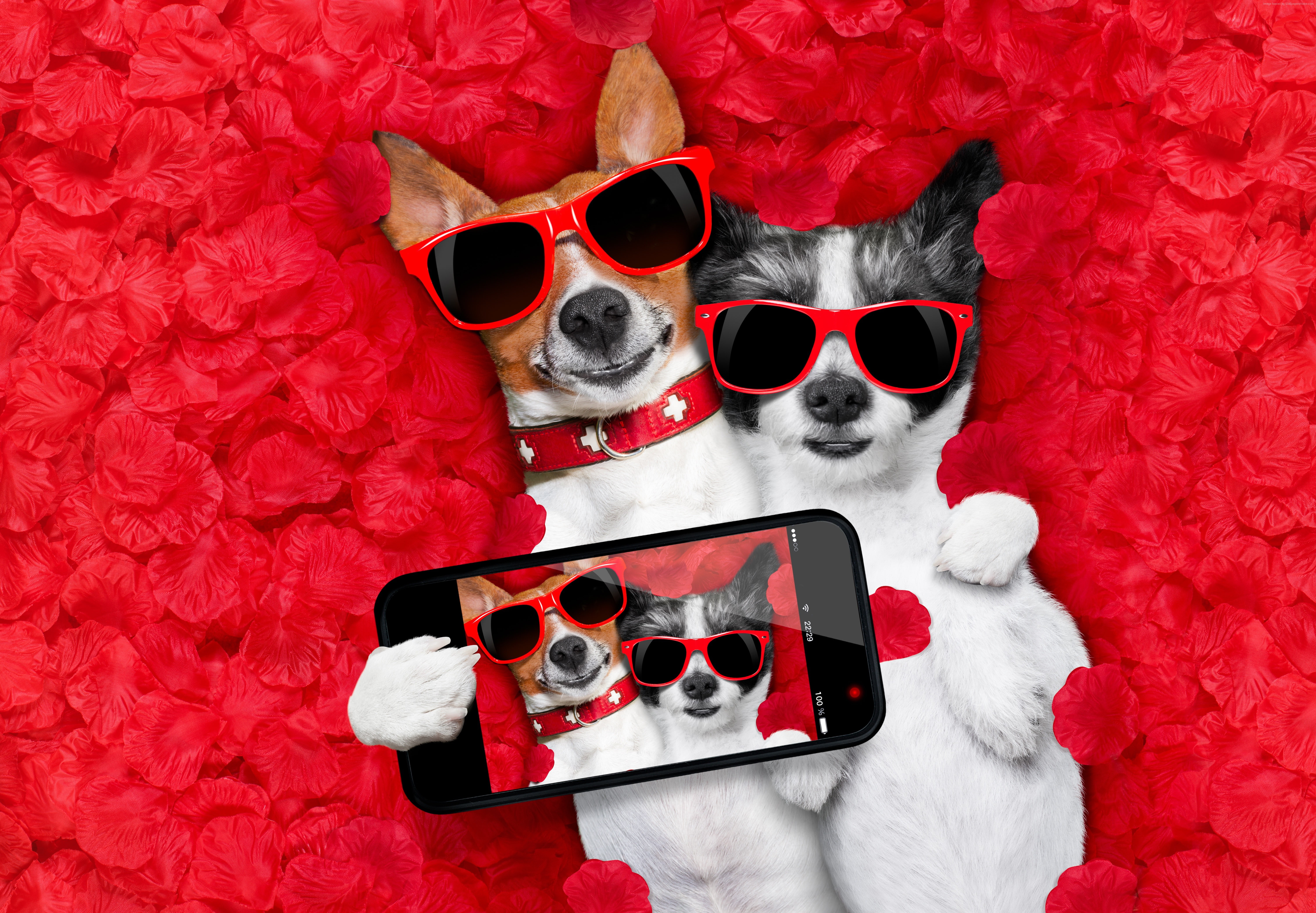 6K, funny animals, Dog, 5K, HD Wallpaper