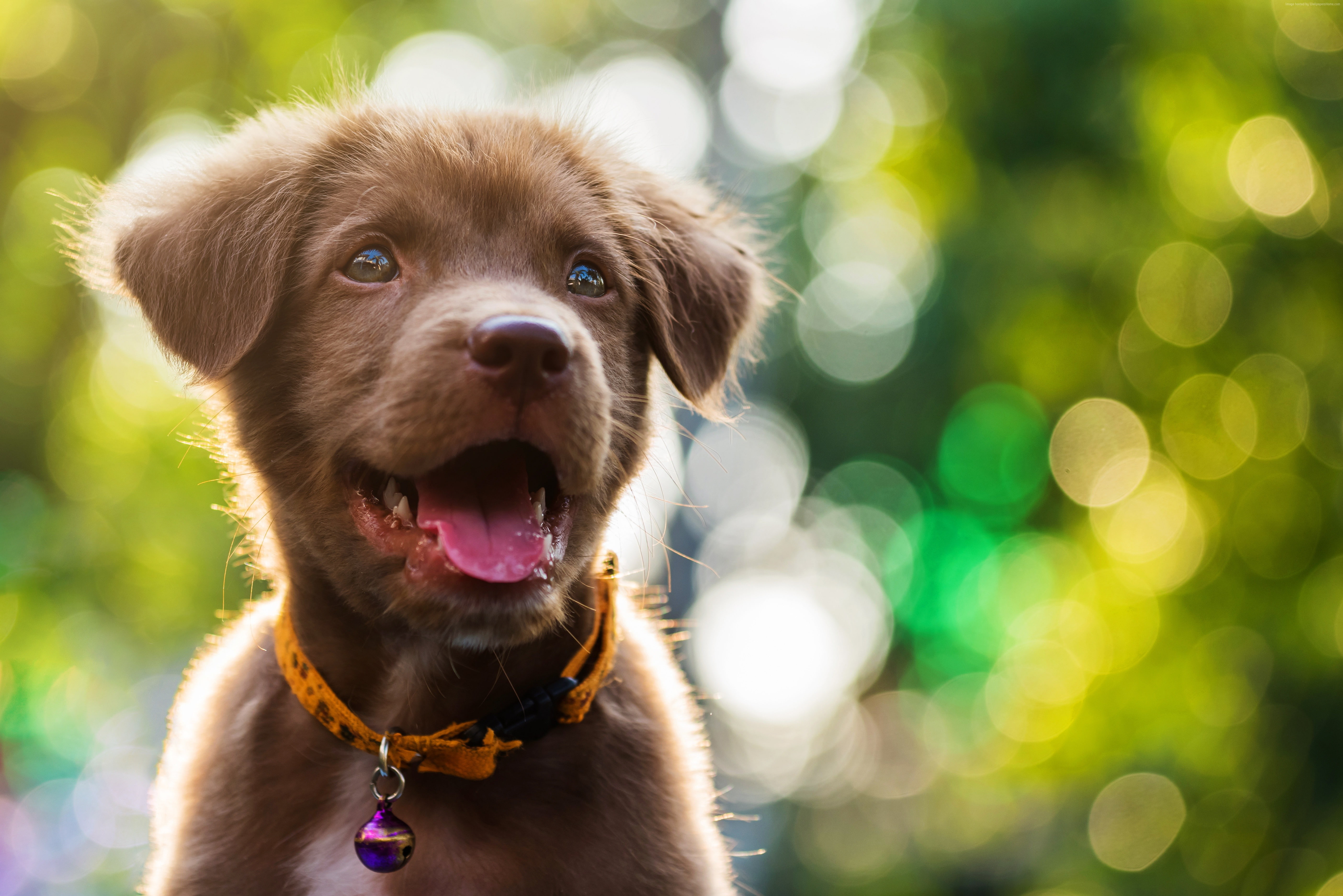 no people, looking at camera, domestic, collar, animal, portrait, animal mouth, pets, mouth, Funny animals, focus on foreground, 5K, one animal, vertebrate, HD Wallpaper