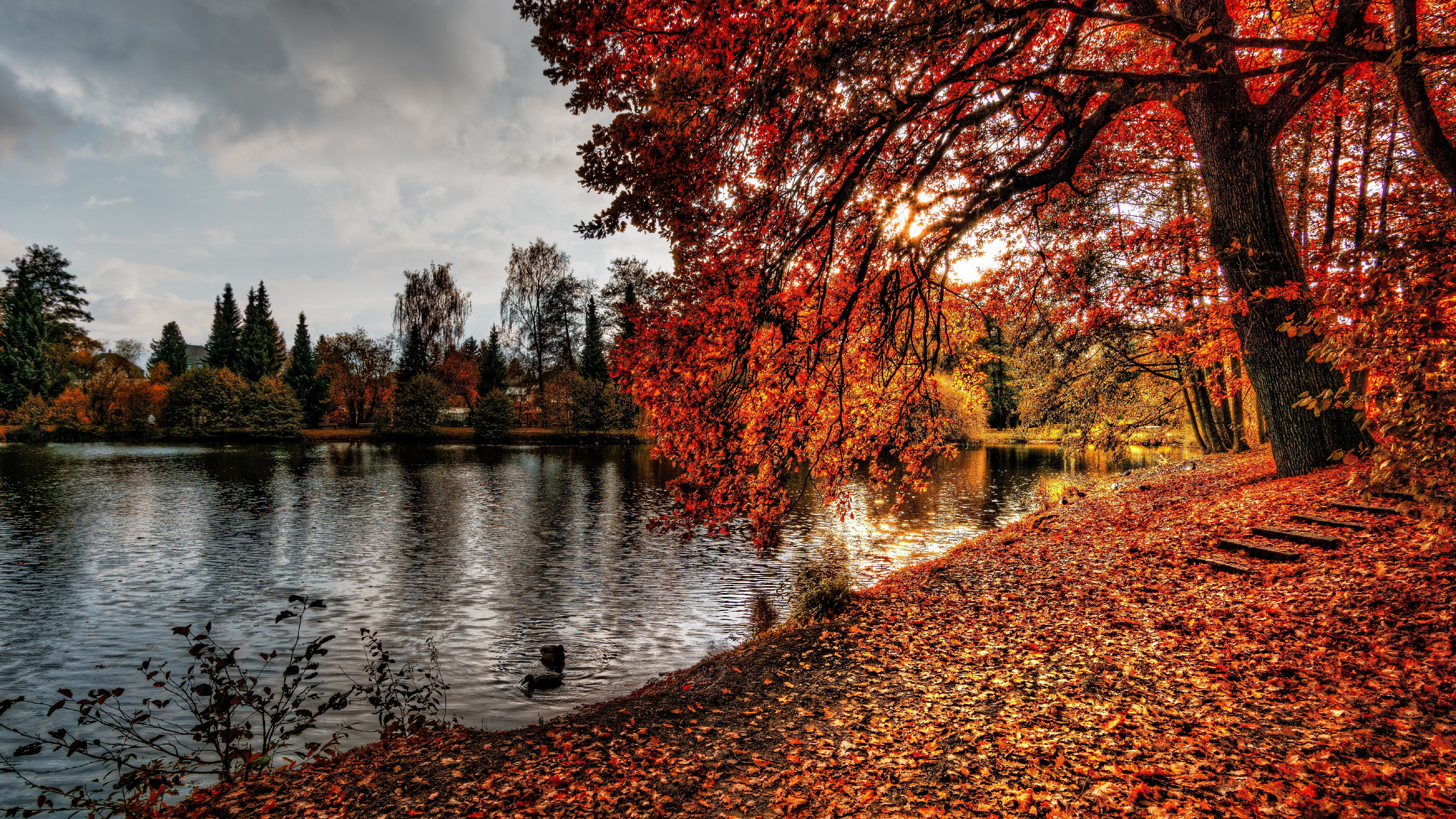 pond, red leaves, forest, autumn landscape, autumn, park, lake, 5K, HD Wallpaper