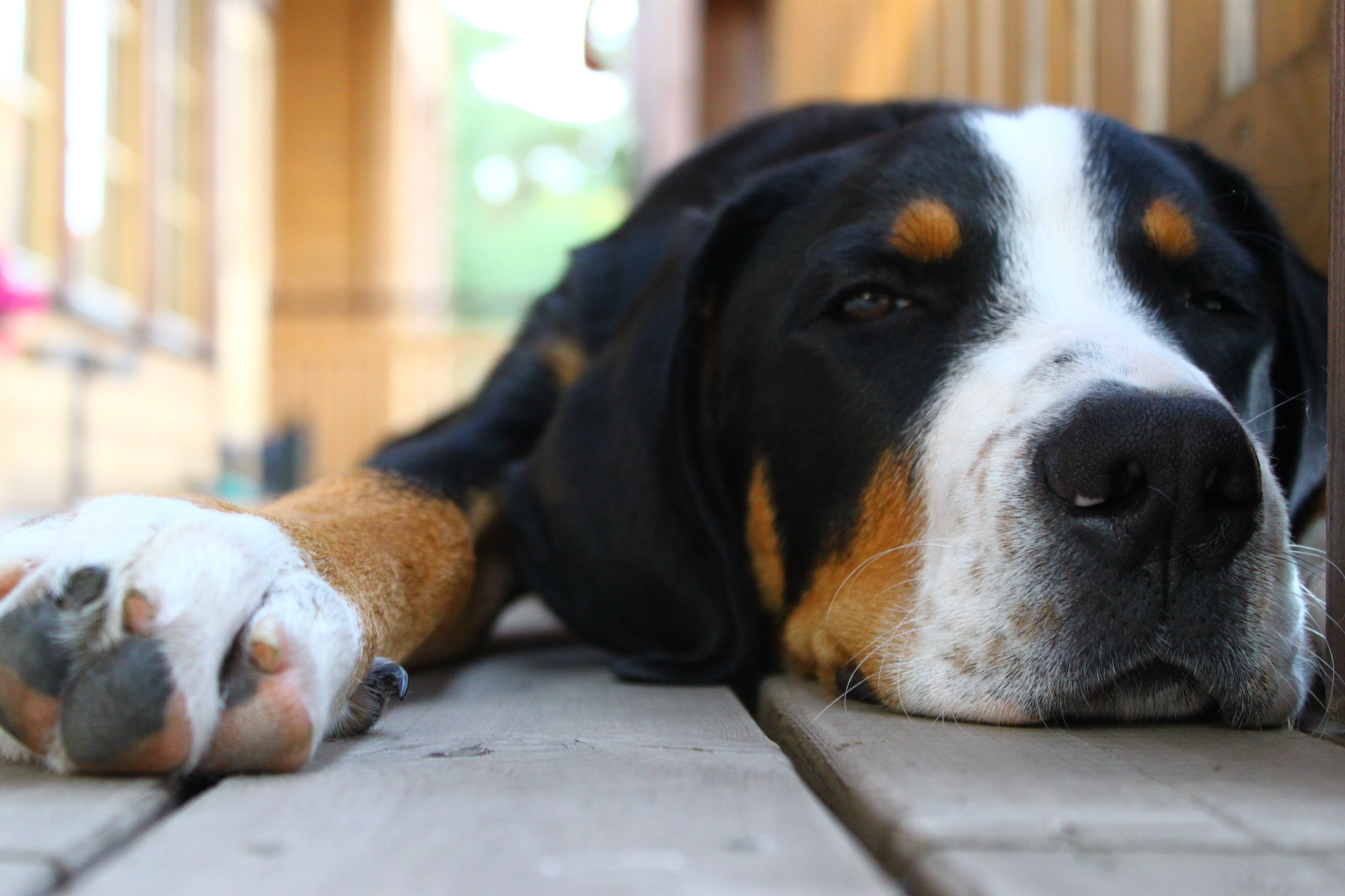 sitting, snout, portrait, looking, vertebrate, 4K, one Animal, domestic, lying, looking at camera, greater, spotted, flooring, day, dog, tricolor, no People, HD Wallpaper