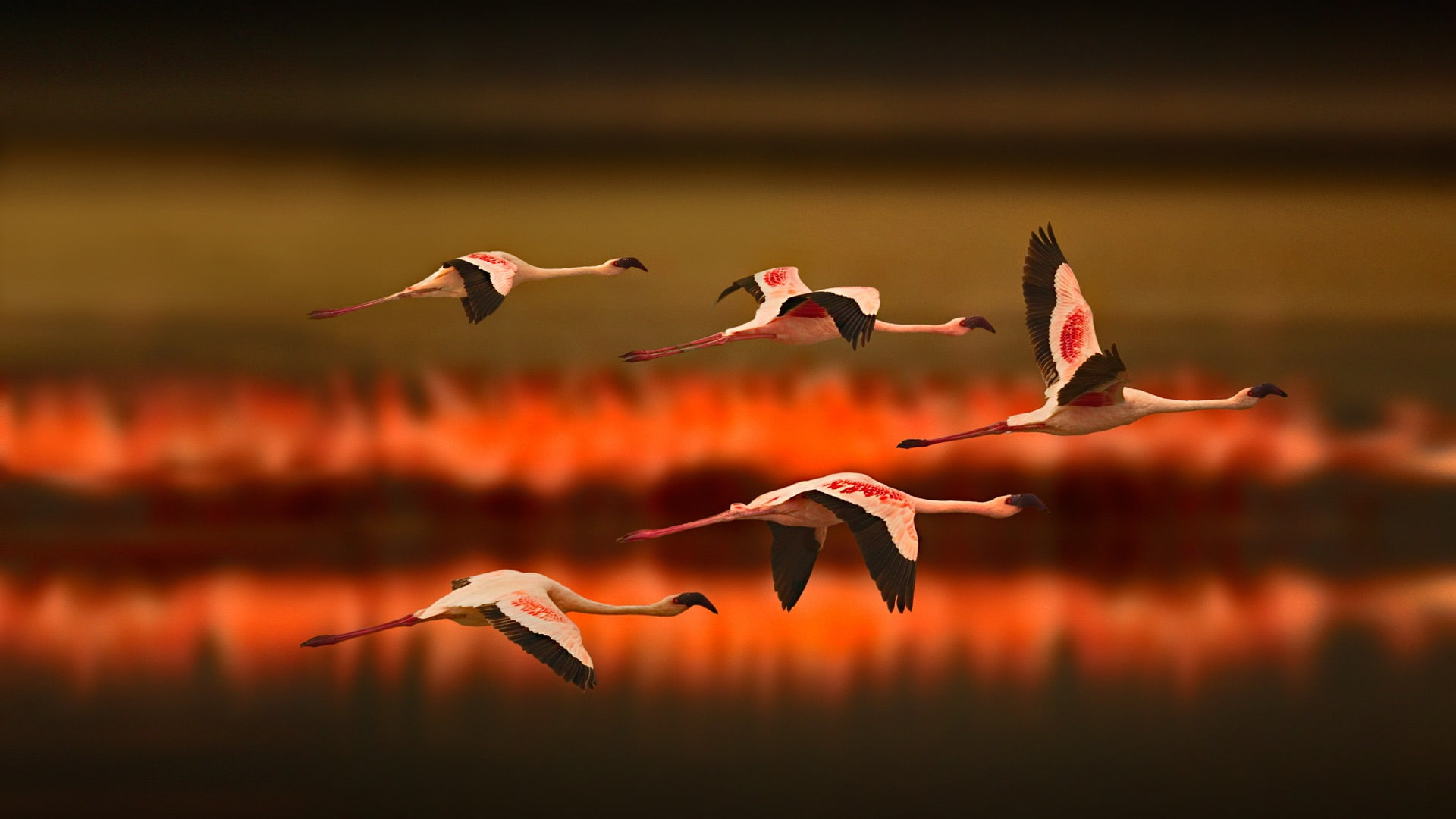 Flamingos, Flying, Greater, 1080P, Sunset, HD Wallpaper