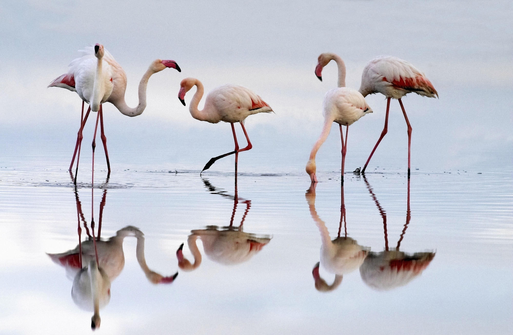 wading, Animals, group of animals, full length, Piedra, Flamingos, Greater, animals in the wild, animal wildlife, flamingo, vertebrate, de, freshwater bird, HD Wallpaper