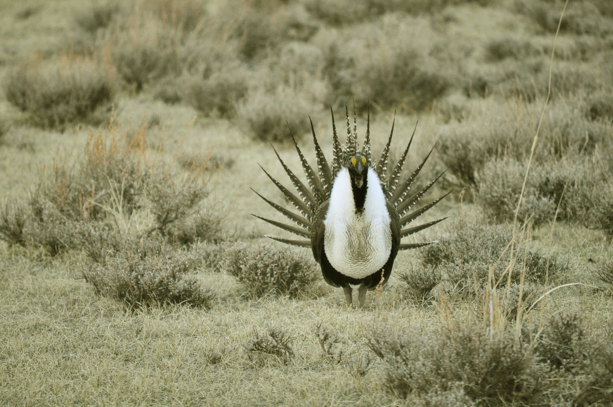 prairie, one animal, meadow, focus on foreground, field, wildlife, plant, animals in the wild, courtship, vertebrate, spread wings, animal, greater sage grouse, HD Wallpaper