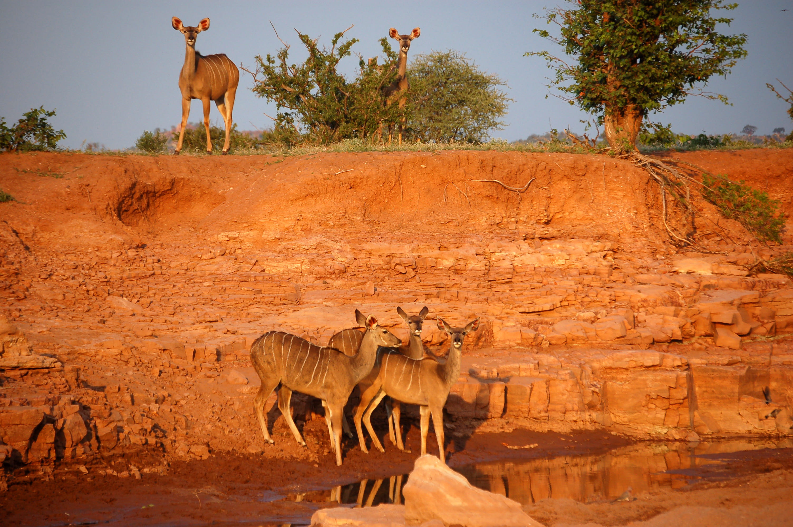river, animal, outdoors, two animals, wildlife, no people, domestic animals, kudu, animal themes, land, africa, nature, sunset, mammal, herbivorous, vertebrate, HD Wallpaper