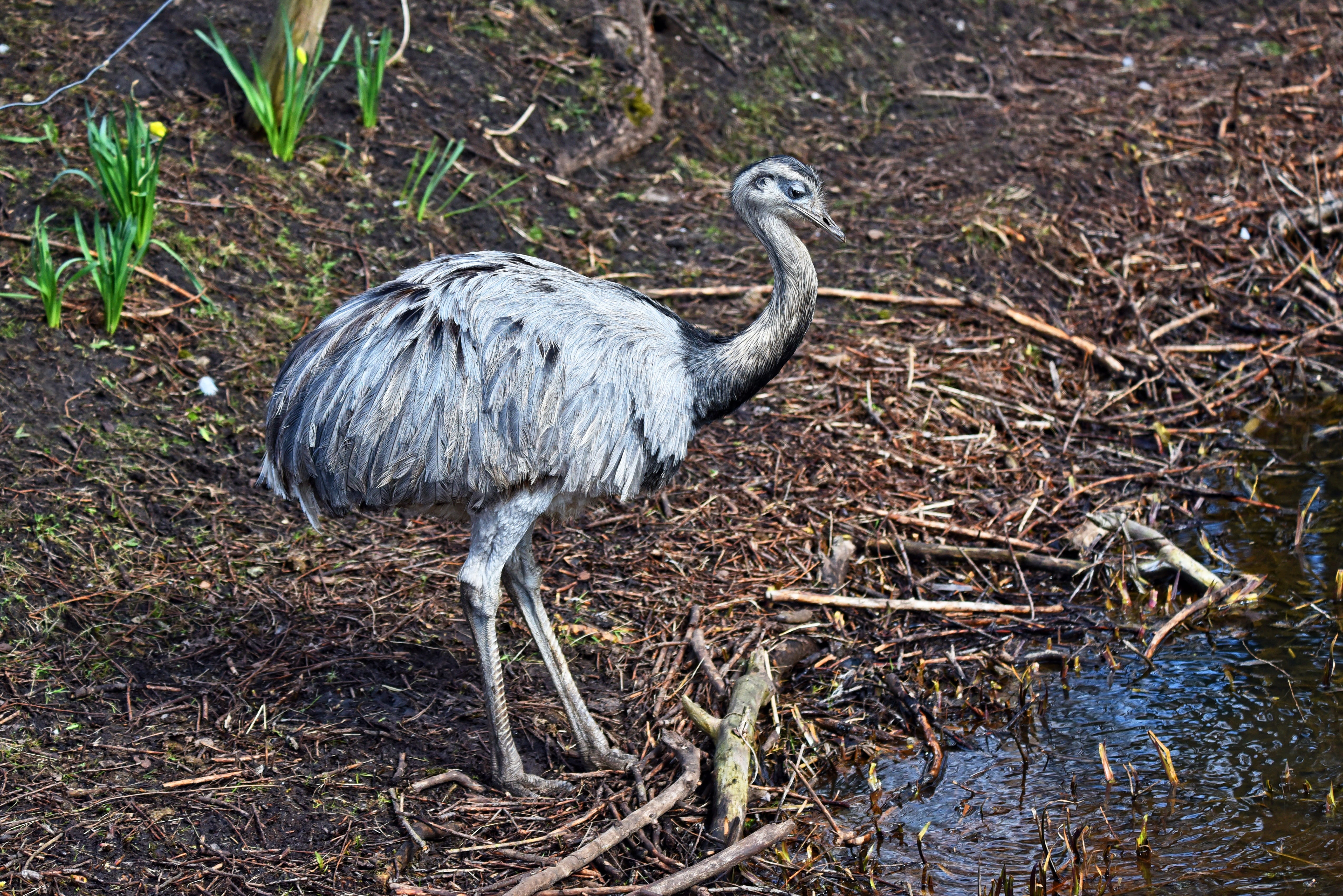 feathers, bird, heron, outdoors, side view, animal body part, walking, one animal, animal themes, nandu, flightless, south america, plumage, animals in the wild, HD Wallpaper