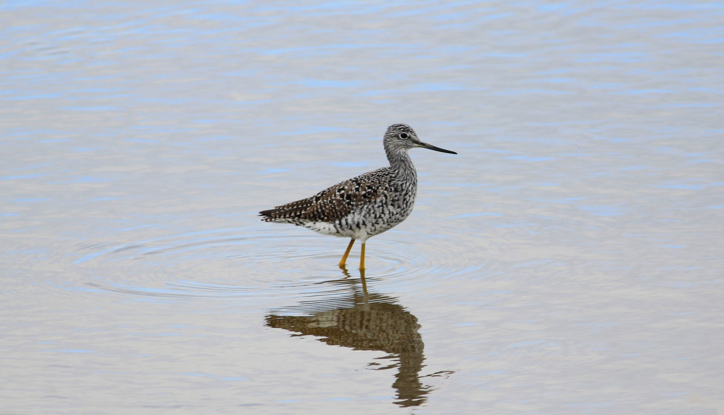 shore, animal, 1080P, shorebird, beach, waterfront, no people, rippled, vertebrate, animal themes, side view, wader, reflection, nature, wildlife, outdoors, HD Wallpaper