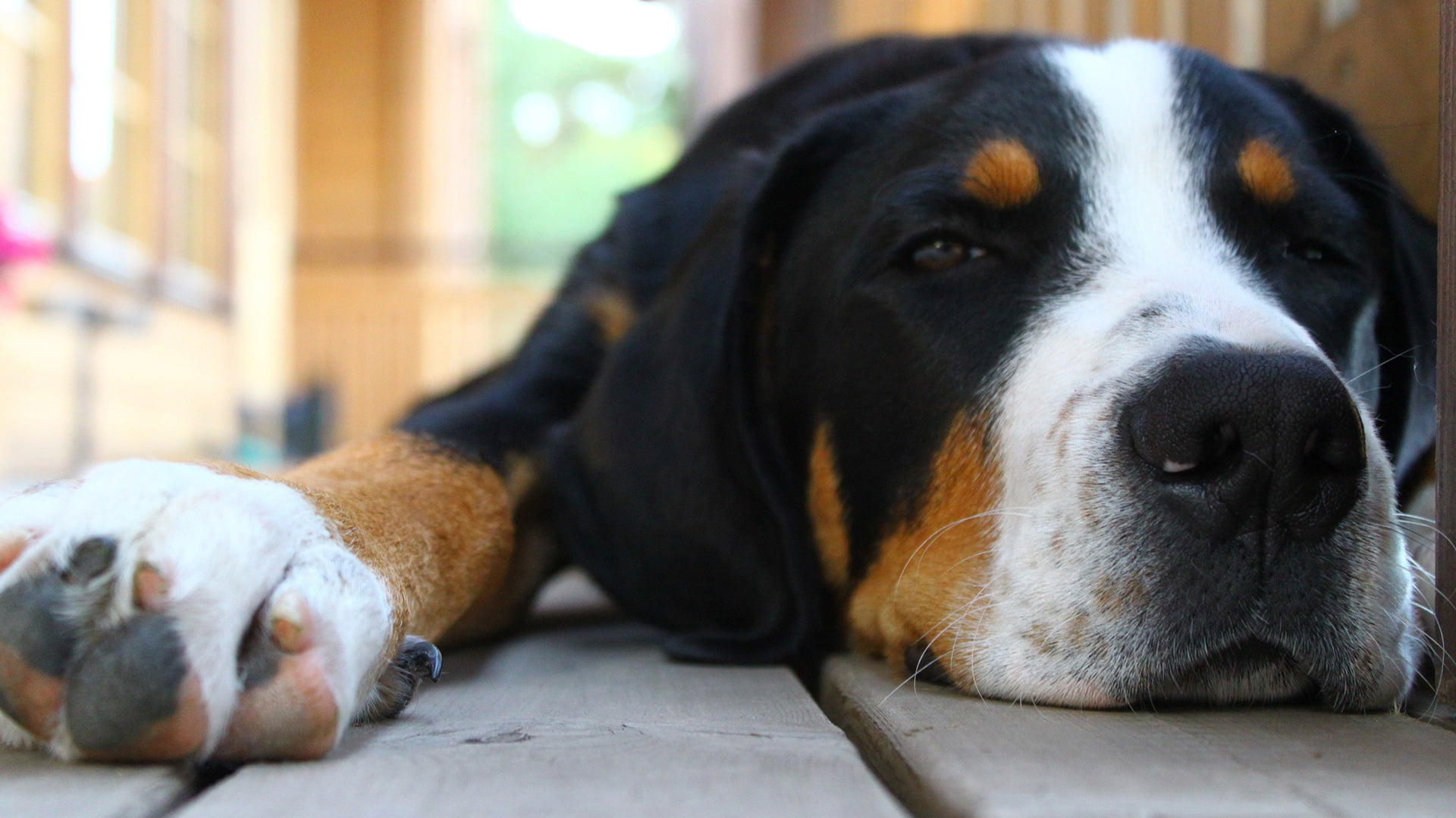 relaxation, purebred dog, animal nose, animal body part, black color, animal, mammal, basset, one animal, domestic animals, looking at camera, snout, dog, HD Wallpaper