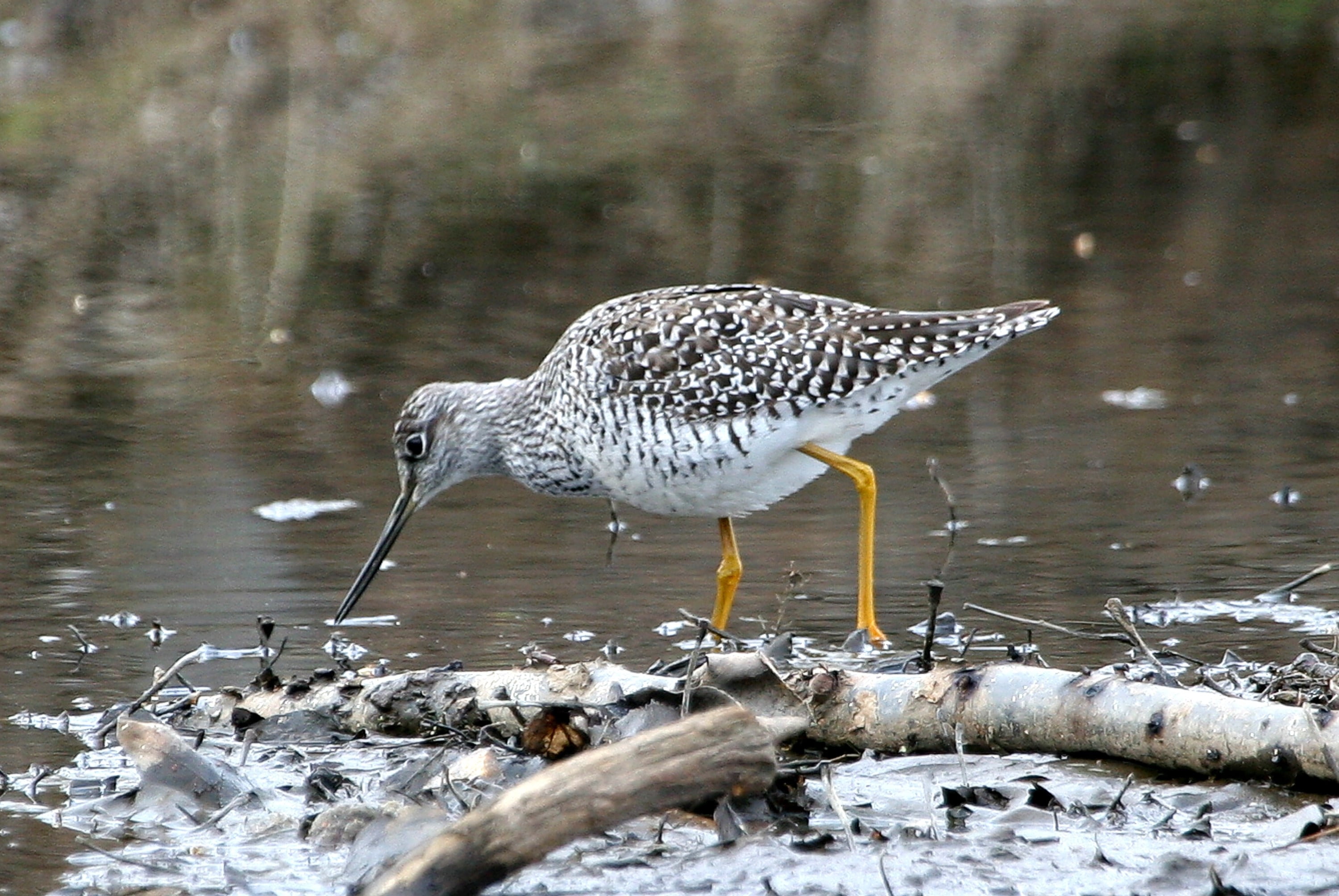 winter, focus on foreground, shorebird, nature, feeding, wader, greater yellowlegs, animal wildlife, animals in the wild, vertebrate, bird, full length, HD Wallpaper