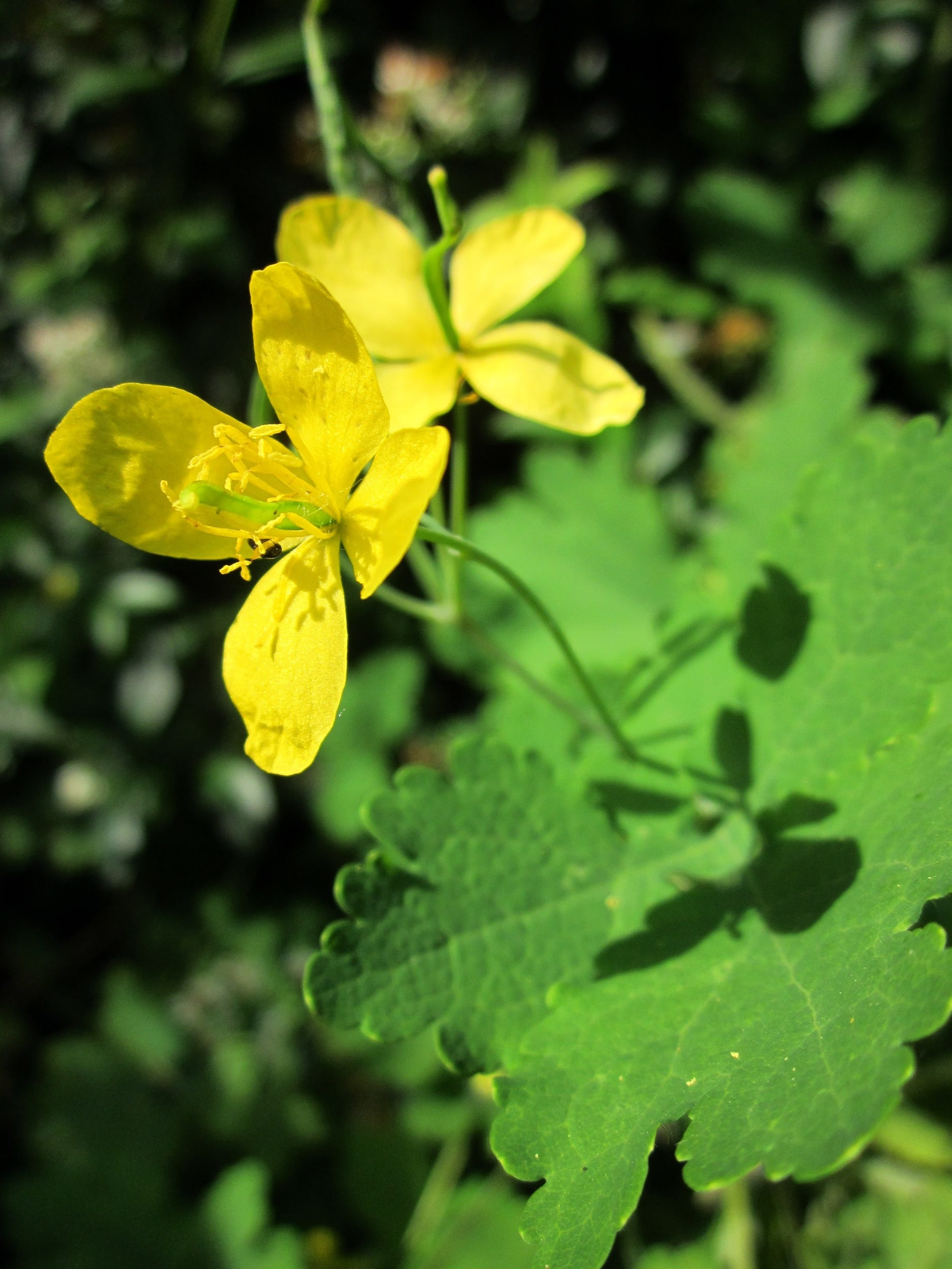 1080P, plant, close-up, flowering plant, yellow, vulnerability, outdoors, leaf, macro, beauty in nature, swallowwort, flora, flower head, nipplewort, inflorescence, Phone HD Wallpaper
