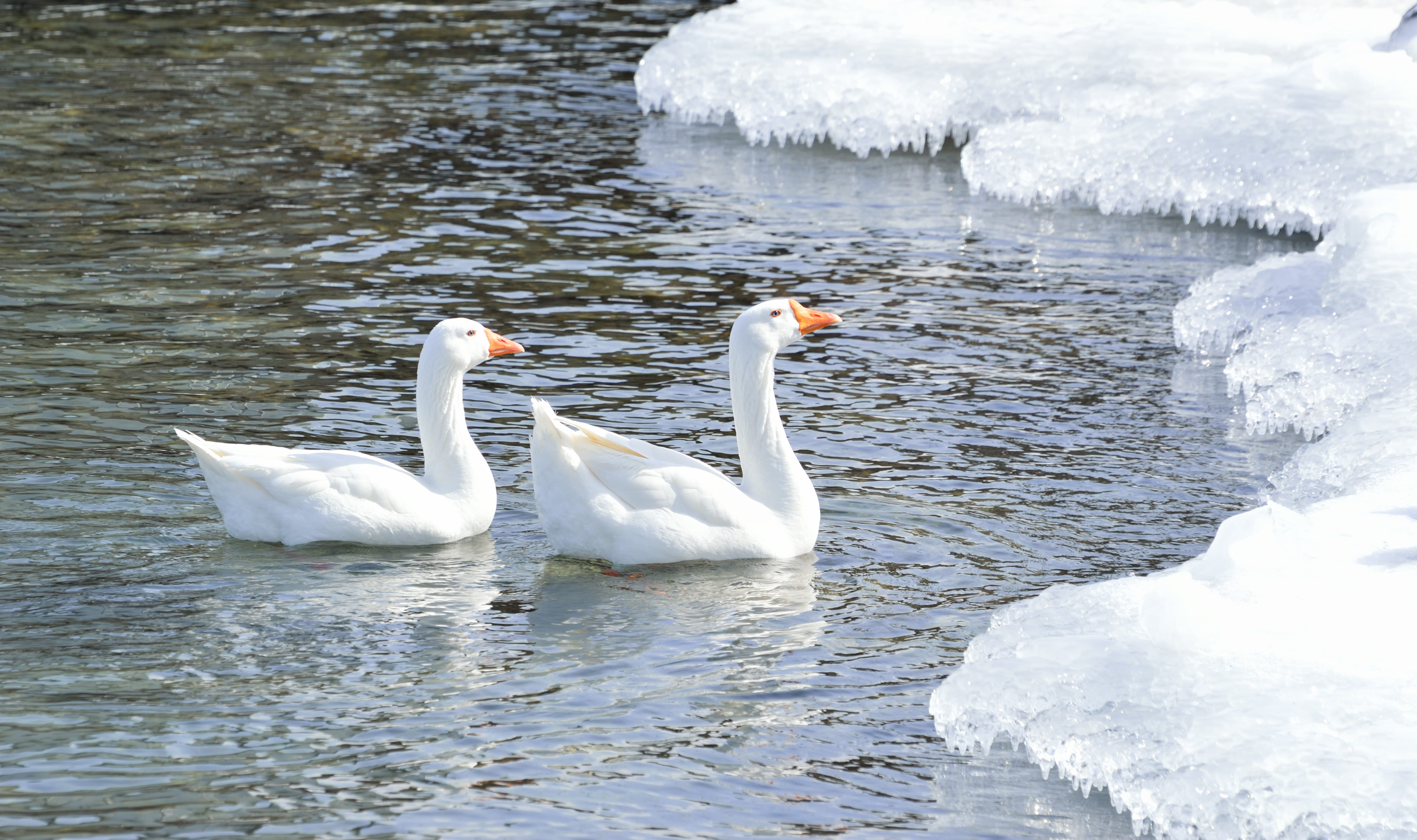 greater snow goose, animal family, lake, winter, mute swan, vertebrate, group of animals, water, icy water, floating on water, animal themes, swan, water bird, HD Wallpaper