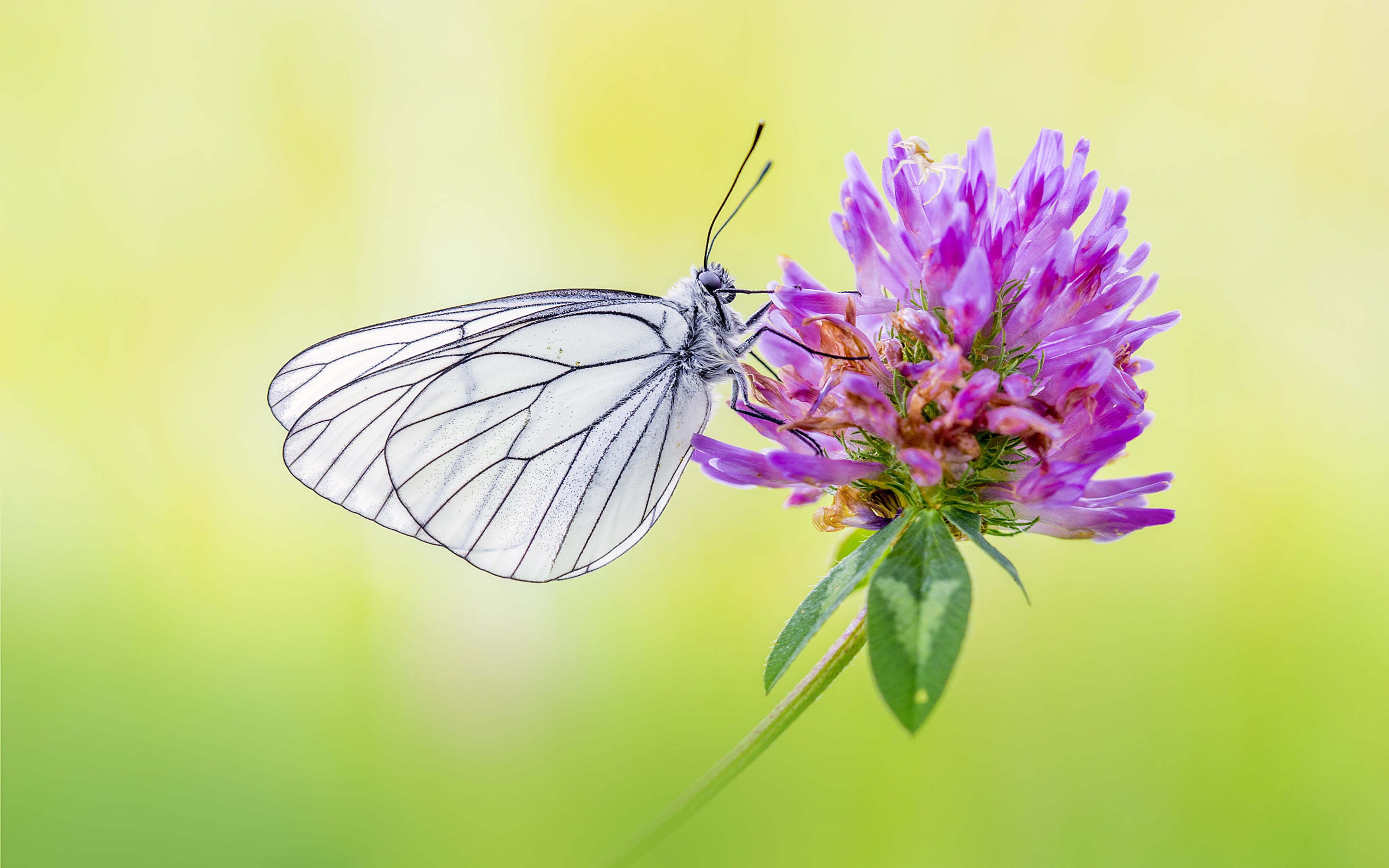 large, nature, crataegi, white, lives, no people, flower head, animal wing, flower, animals in the wild, veined, computer, hd, animal wildlife, flowering plant, HD Wallpaper