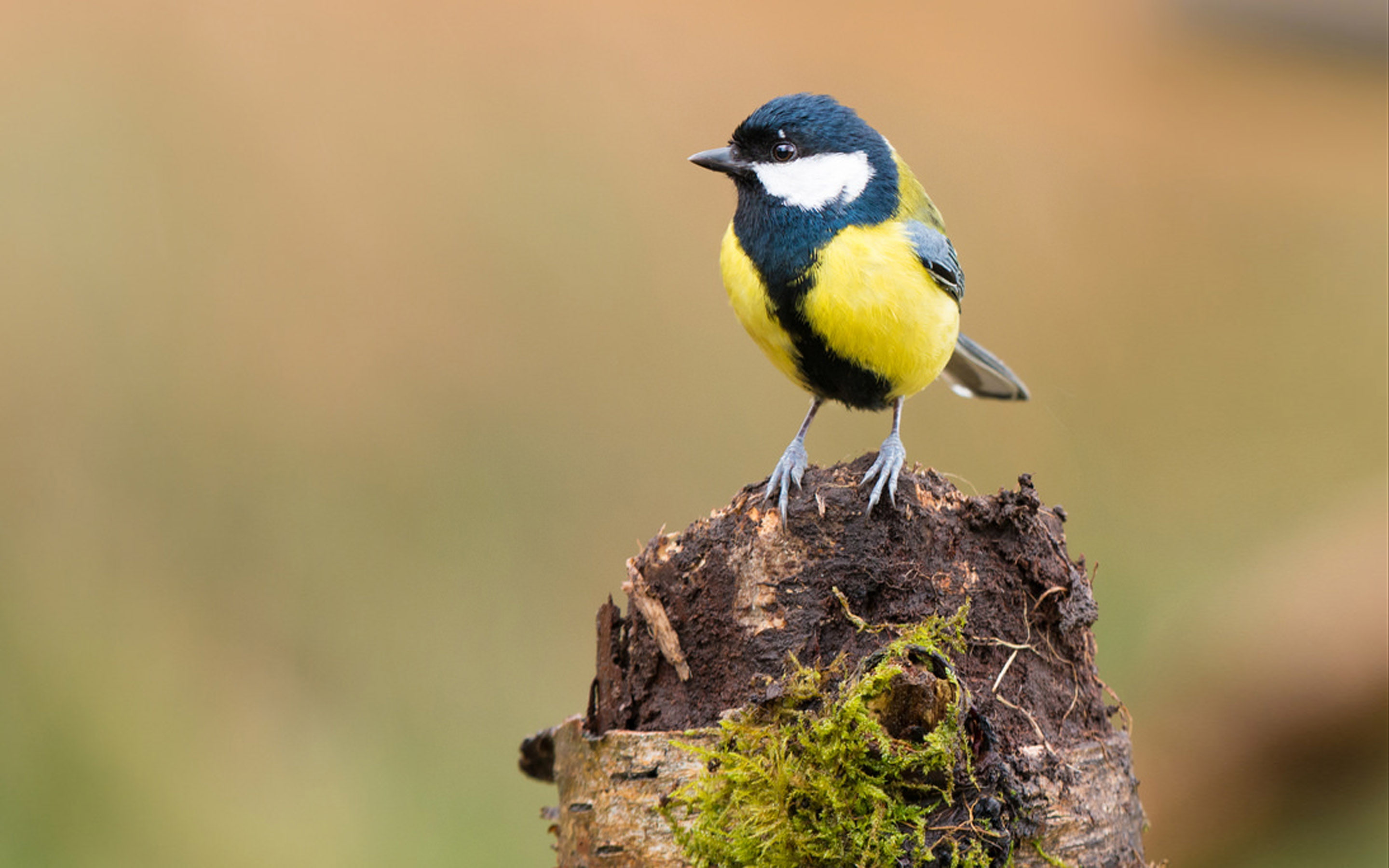 africa, parts, f, common, asia, east, girl, parus, europe, 2K, north, middle, central, major, big, bird, sparrow, HD Wallpaper