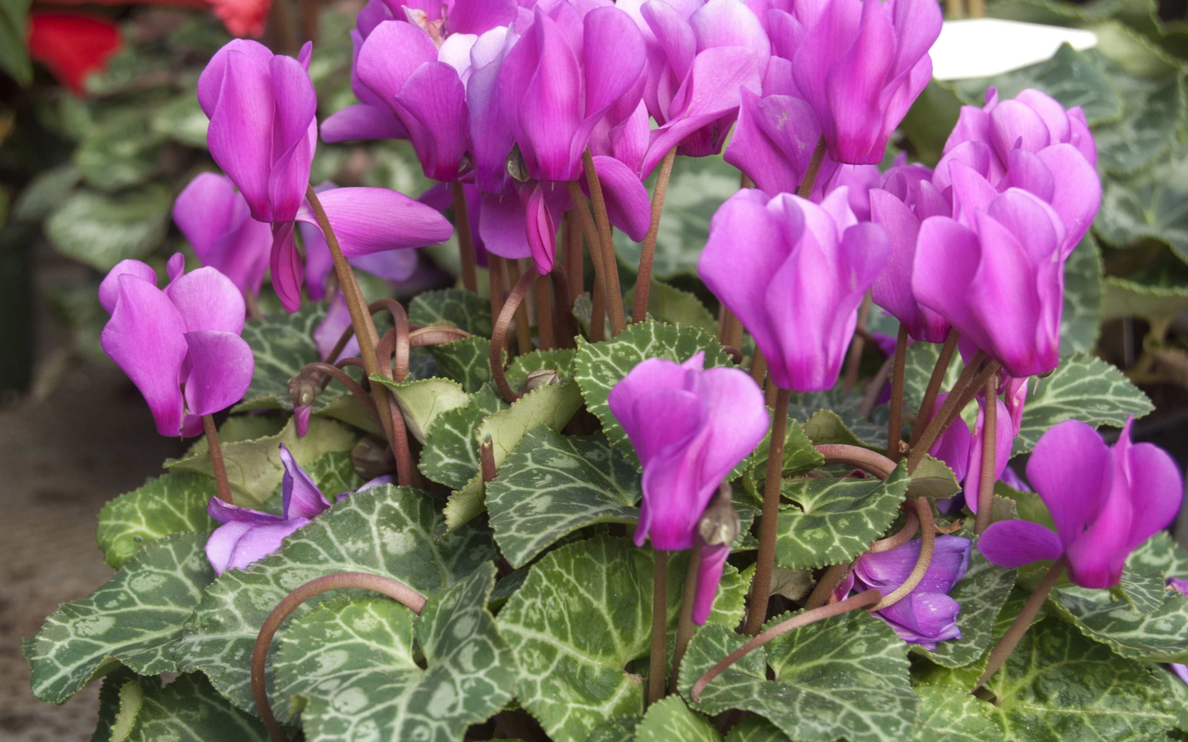 pink color, flowering plant, plant, no people, east, beauty in nature, plant part, 4K, flower head, nature, vulnerability, primulaceae, cyclamen, flower, HD Wallpaper