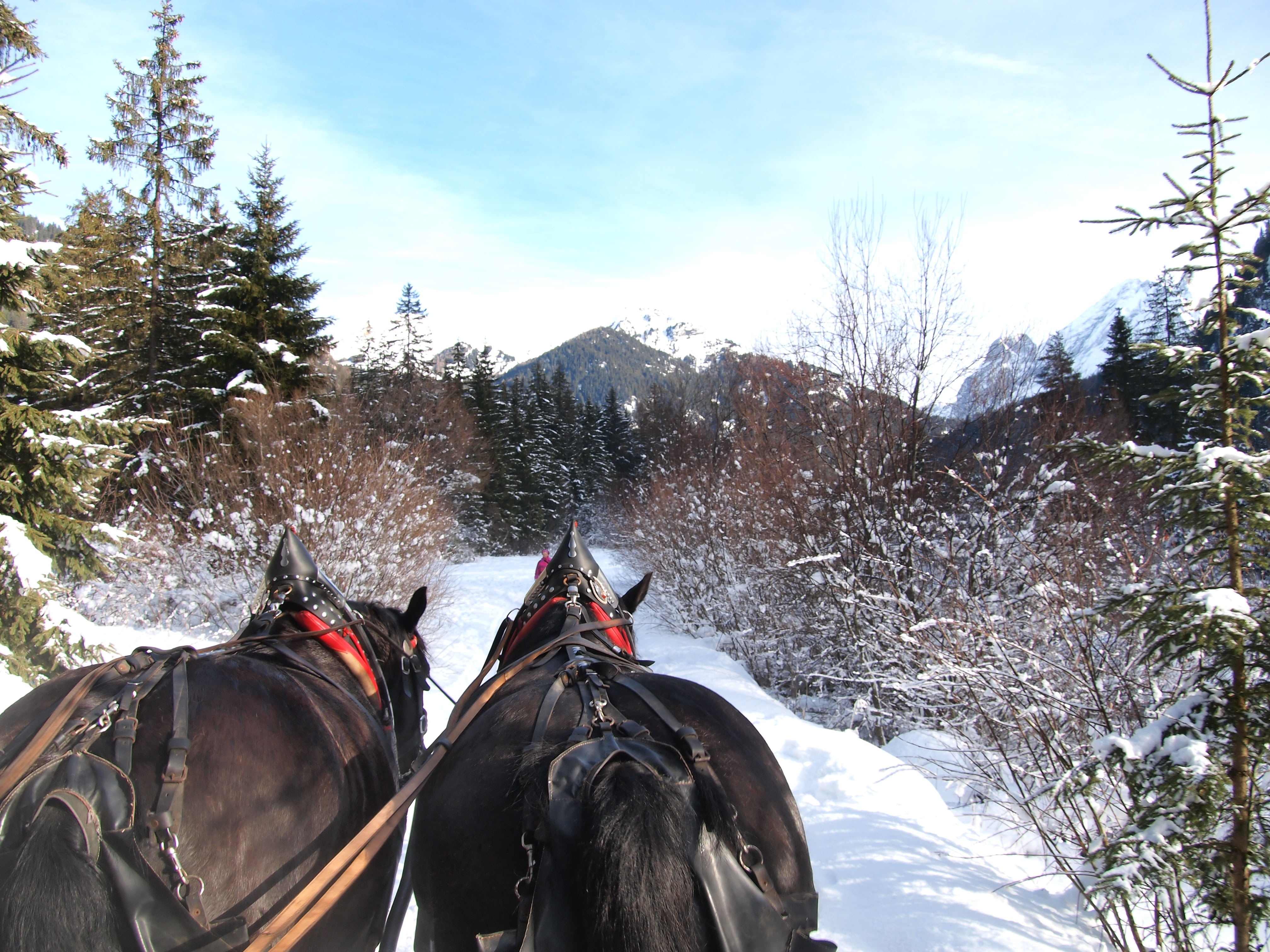 domestic, on sled, domestic animals, sky, outdoors, animal wildlife, pets, group of animals, nature, livestock, field, ortisei, horse, snow, tree, winter, HD Wallpaper