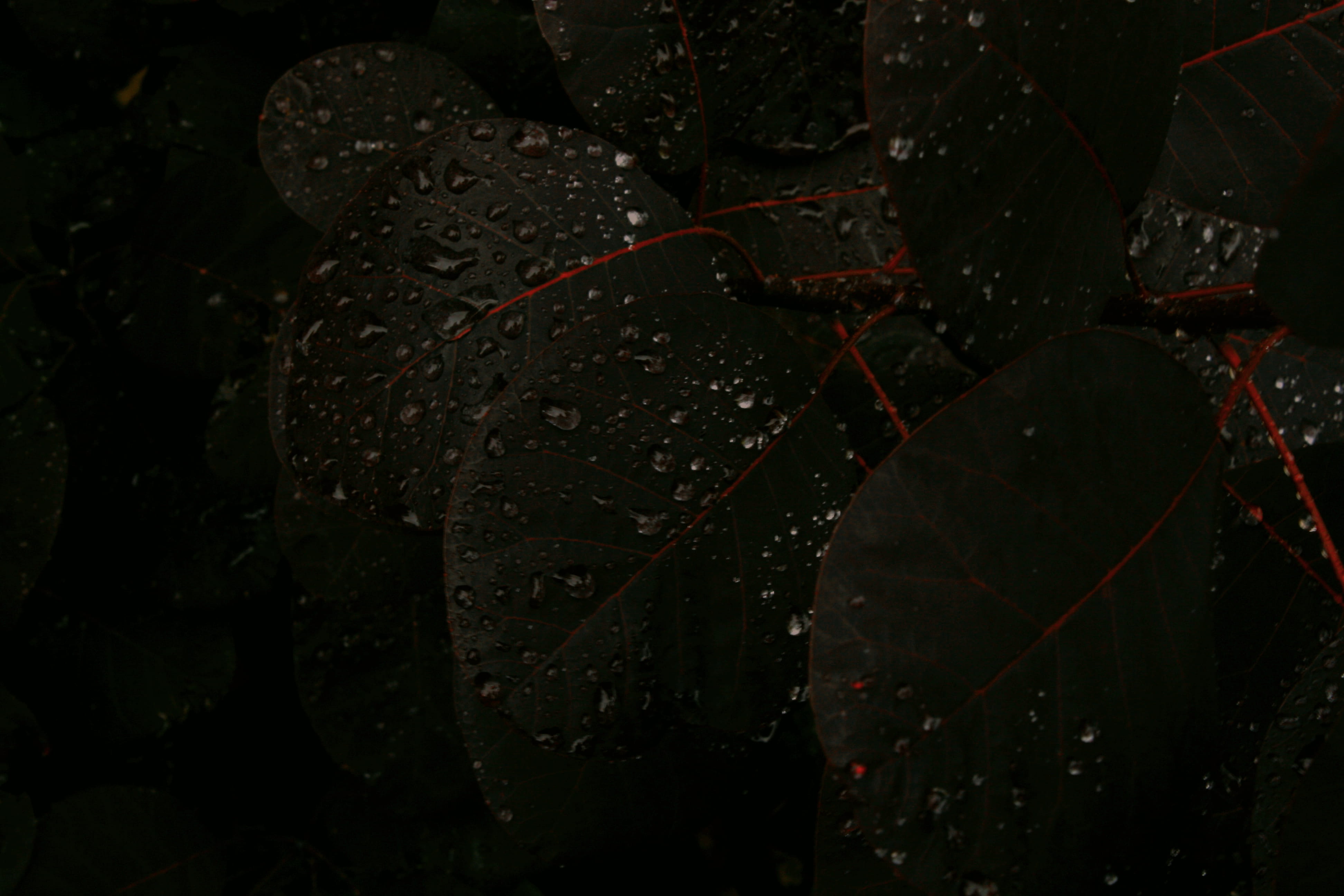 ortisei, plant, full frame, nature, close-up, backgrounds, plant part, 4K, wet, no people, food and drink, outdoors, leaves, italy, black background, textured, HD Wallpaper