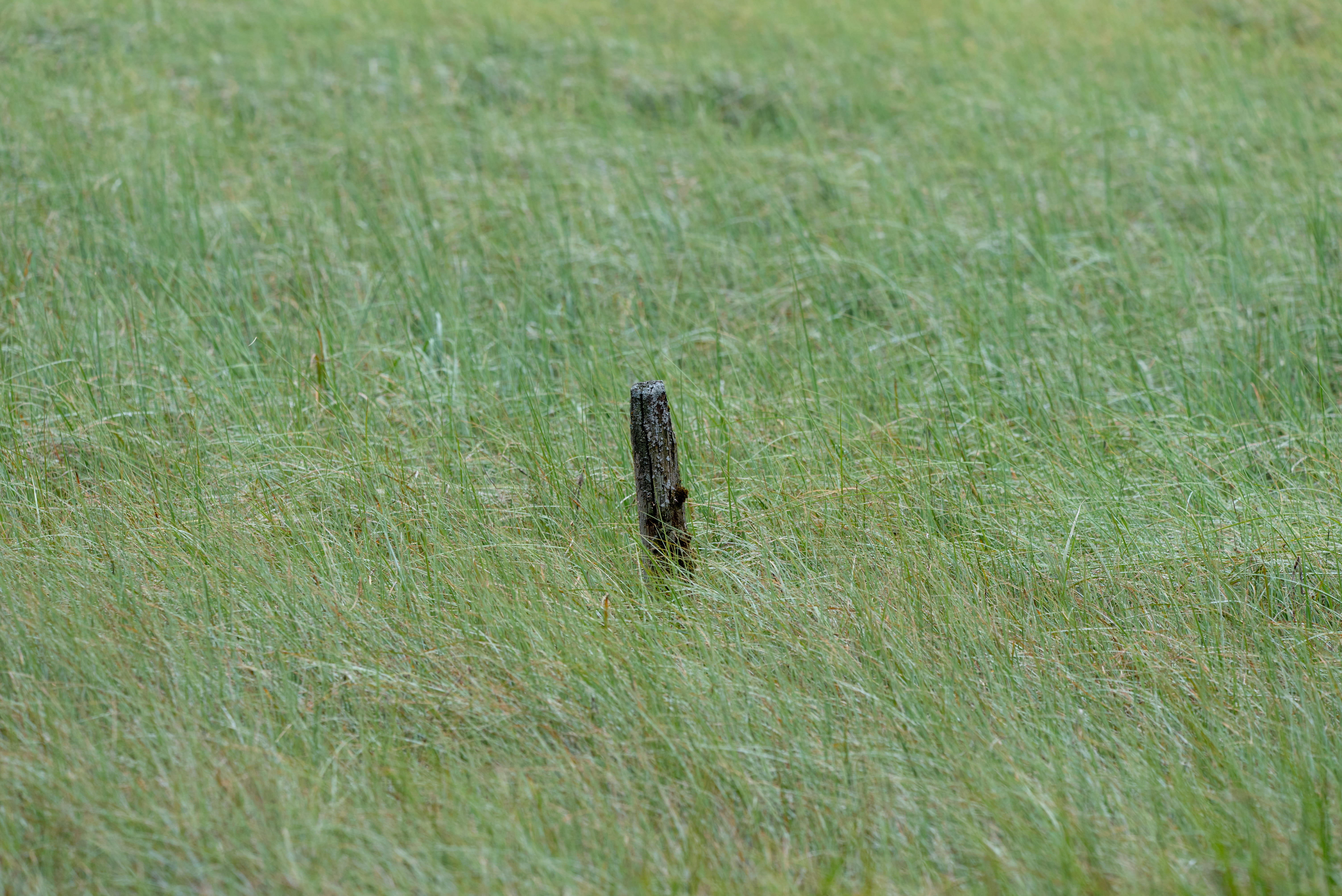 animals in the wild, no people, reeds, animal, grass, outdoors, day, field, pillersee, lake, reptile, land, selective focus, green color, plain, sankt ulrich am pillersee, HD Wallpaper