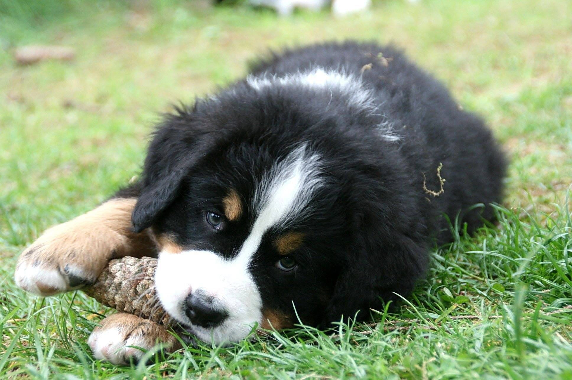 no People, 1080P, relaxation, nature, berner, pets, friendship, Puppy, green Color, plant, mammal, border collie, portrait, animals And Pets, sheepdog, HD Wallpaper