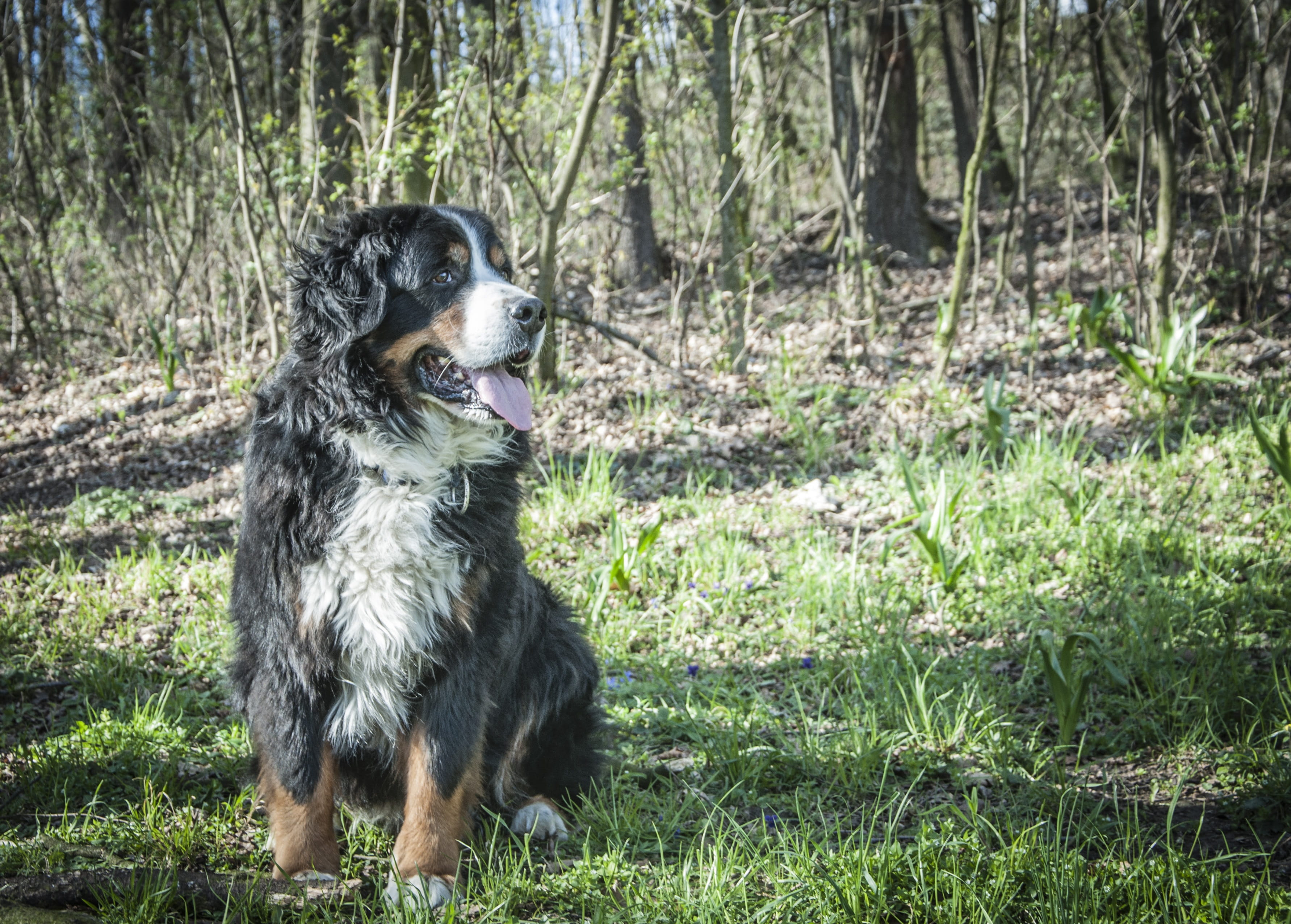 land, switzerland, canine, day, schweizer sennenhund, domestic Animals, awakened, 2K, forest, bernese, plant, Berner, berner sennen, mammal, sitting, dog run, HD Wallpaper