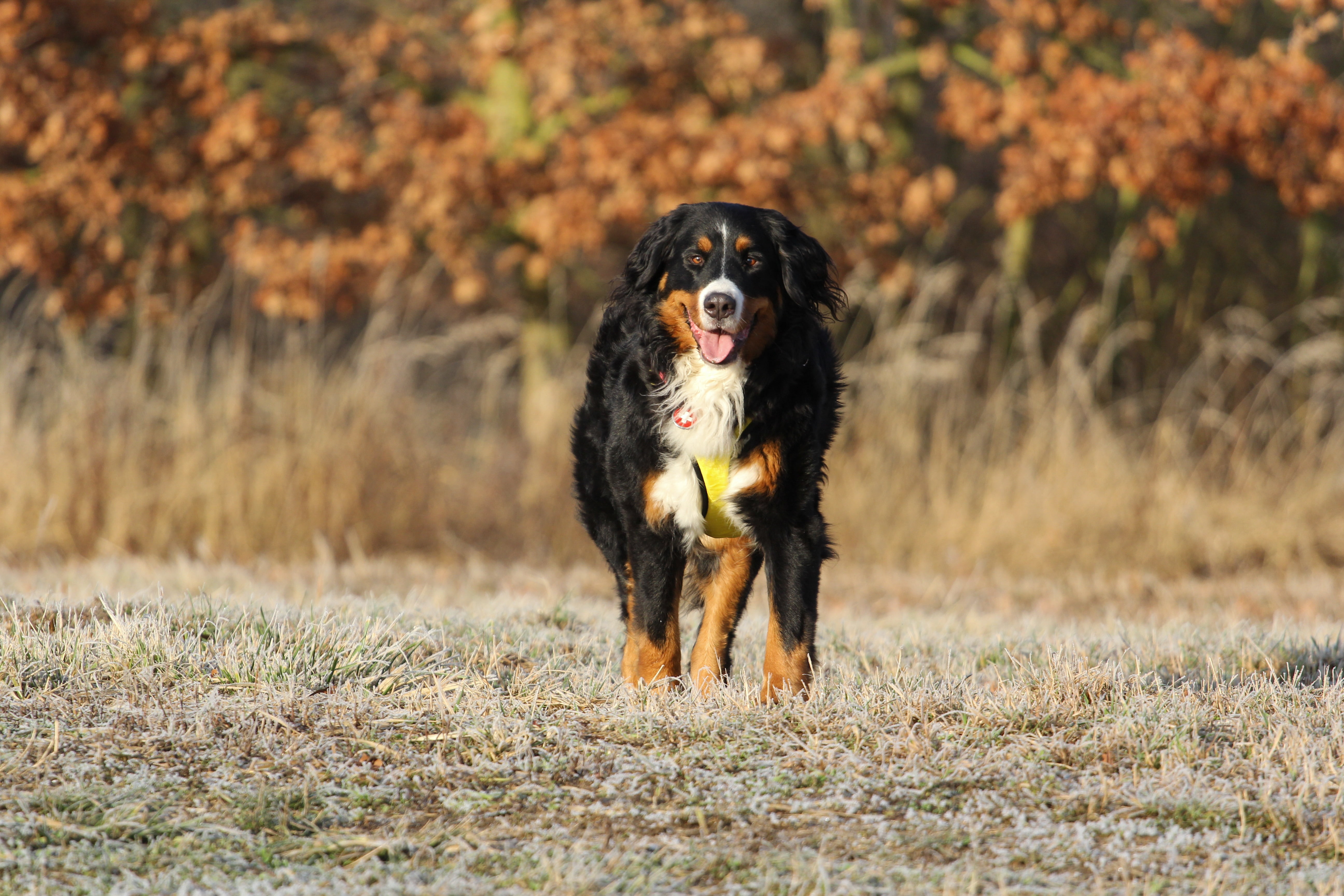 friendship, hound, animal, one Animal, outdoors, 5K, beauty In Nature, canine, autumn, puppy, dog, cute, adult, beautiful, mammal, spaniel, brown, forest, HD Wallpaper