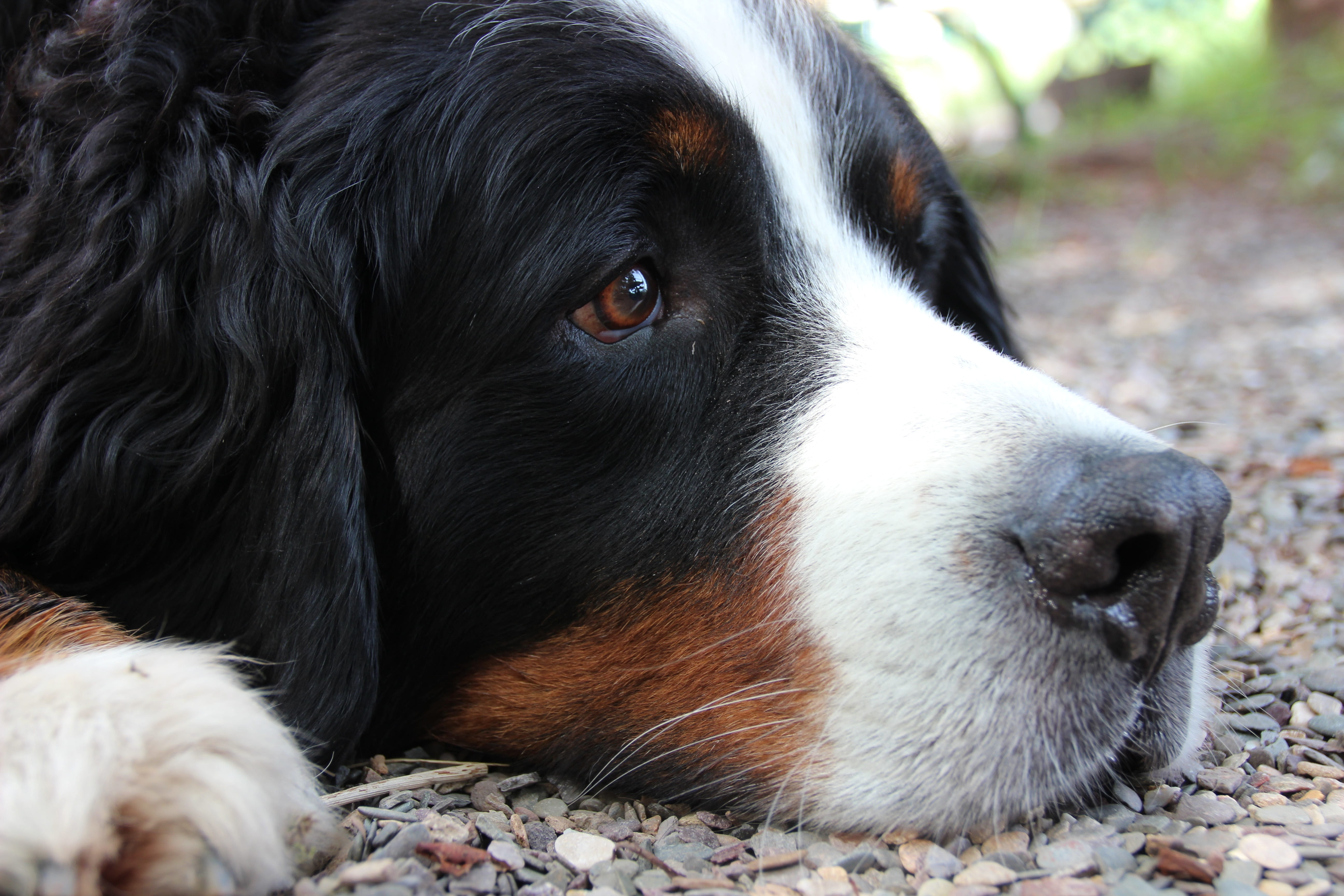 herding dog, Brown Eyes, dog, portrait, domestic animals, Dog Head, black color, day, looking away, 5K, animal themes, canine, animal body part, berner sennen, HD Wallpaper