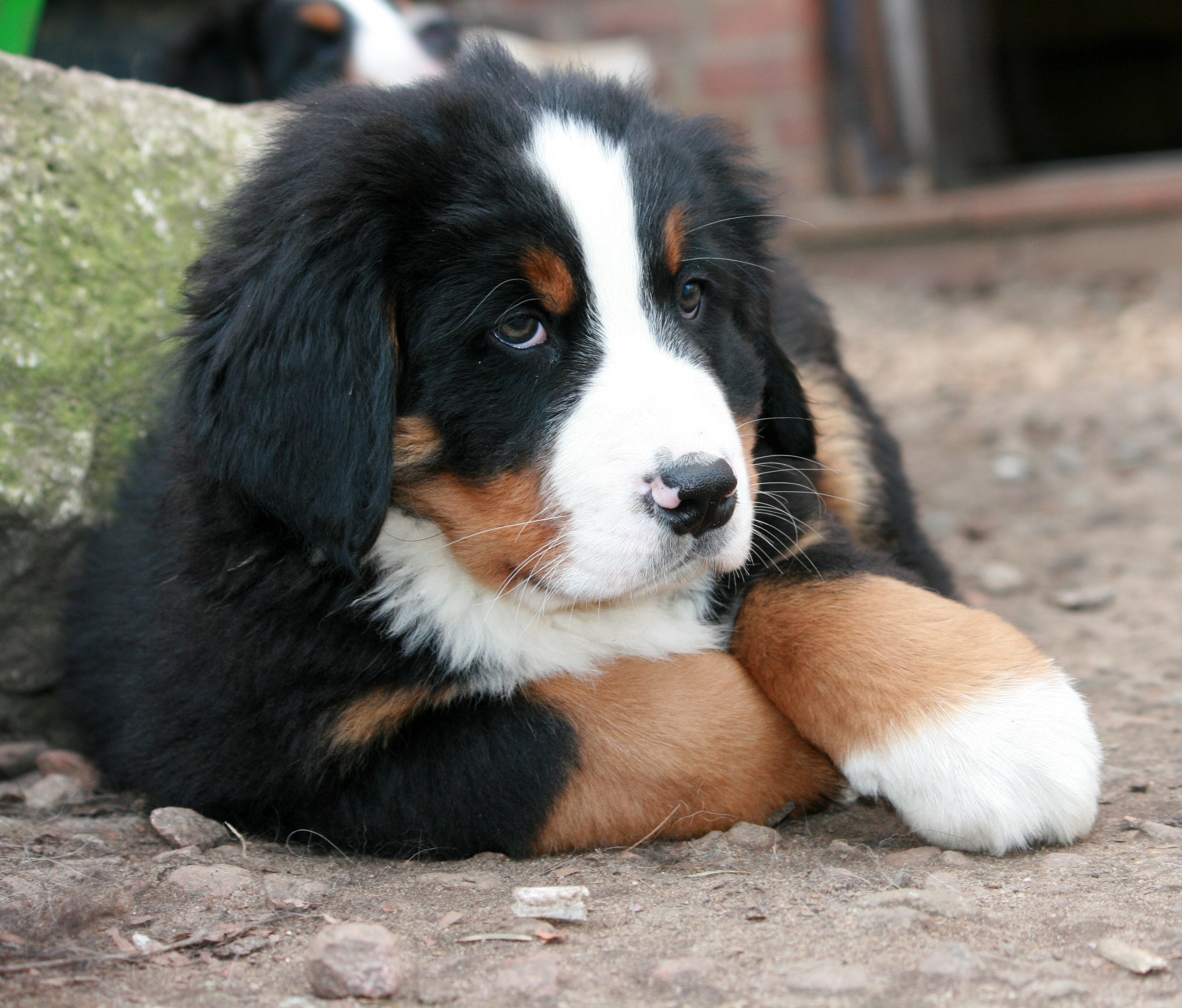 lying, 2K, pets, looking away, dog, bernese, mountain, outdoors, no people, cute, close-up, sitting, looking, portrait, relaxation, animal head, daytime, HD Wallpaper