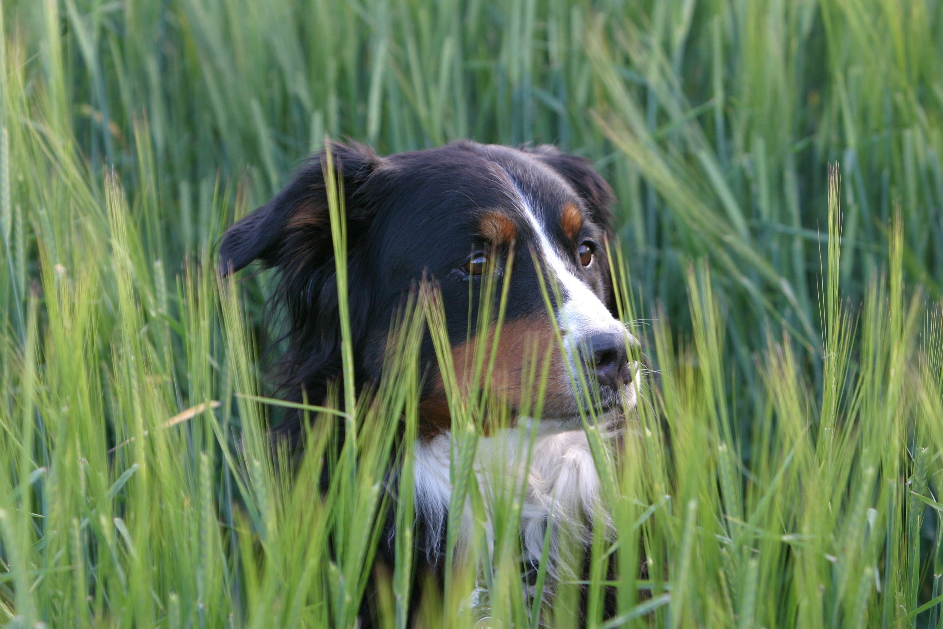 domestic, growth, mammal, pets, no people, animal, green color, 2K, berner sennen dog, field, plant, blade of grass, animal head, animal themes, border collie, HD Wallpaper