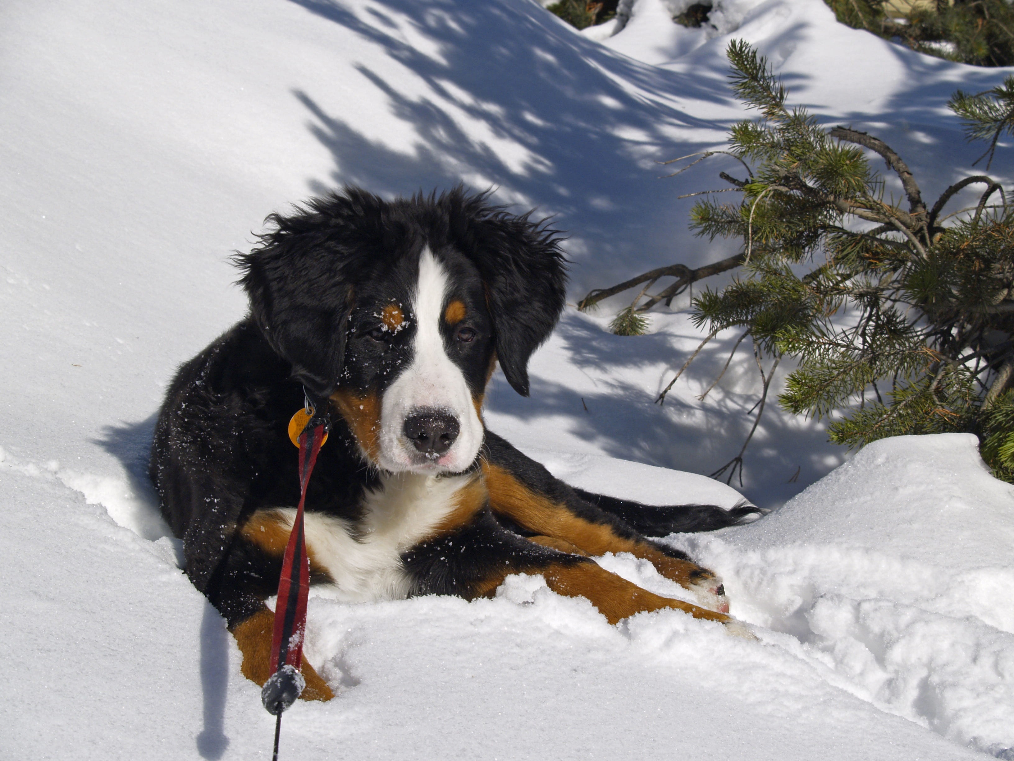 berner, border collie, vertebrate, tree, mountain, tan, bernese, white color, canine, domestic animals, one animal, mammal, animal, cold temperature, outdoors, HD Wallpaper