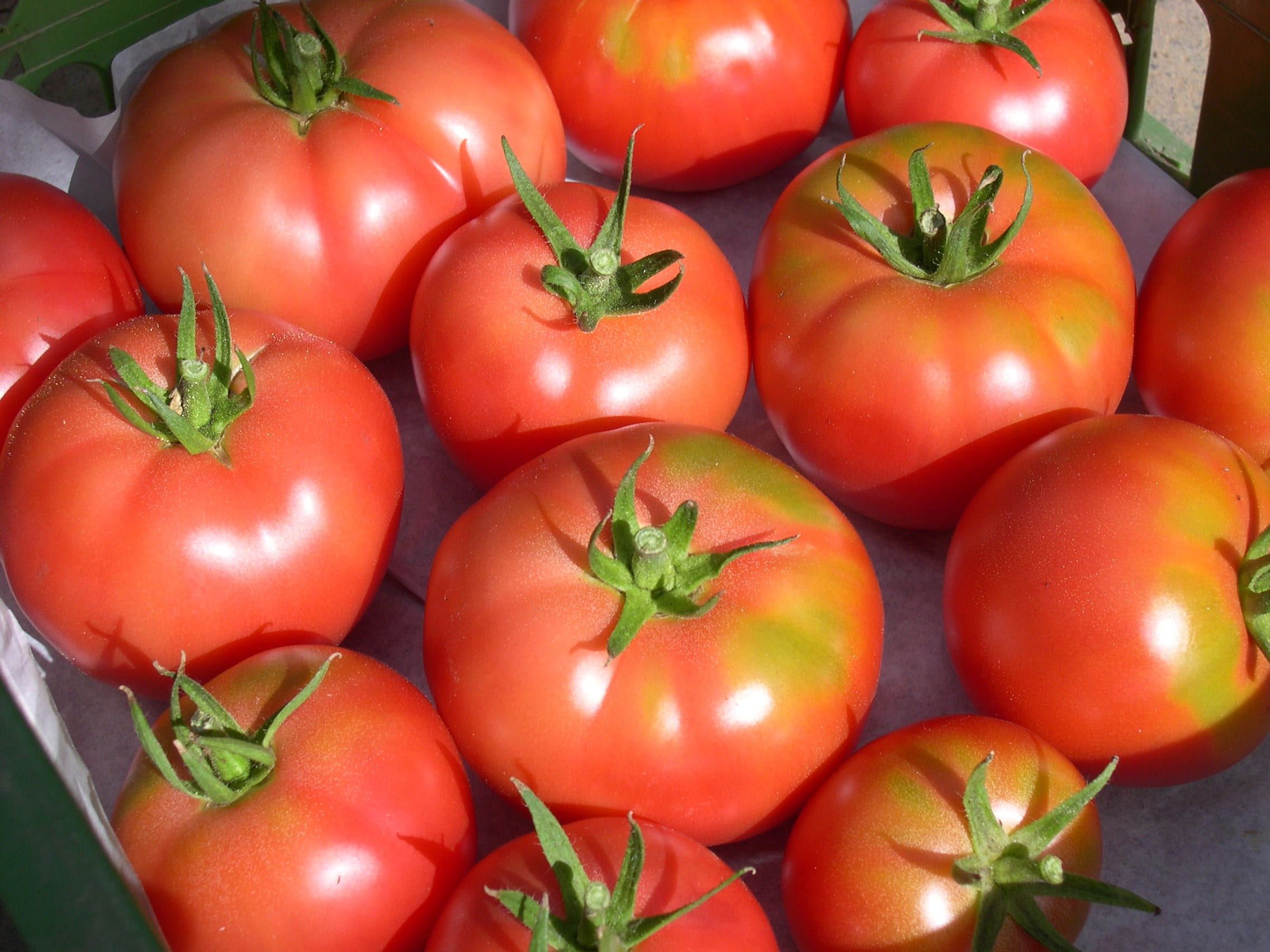 retail, nachtschattengewächs, healthy diet, berner rosen, still life, solanum lycopersicum, vegetables, seeds festival, abundance, tomato, close-up, vegetarian food, HD Wallpaper