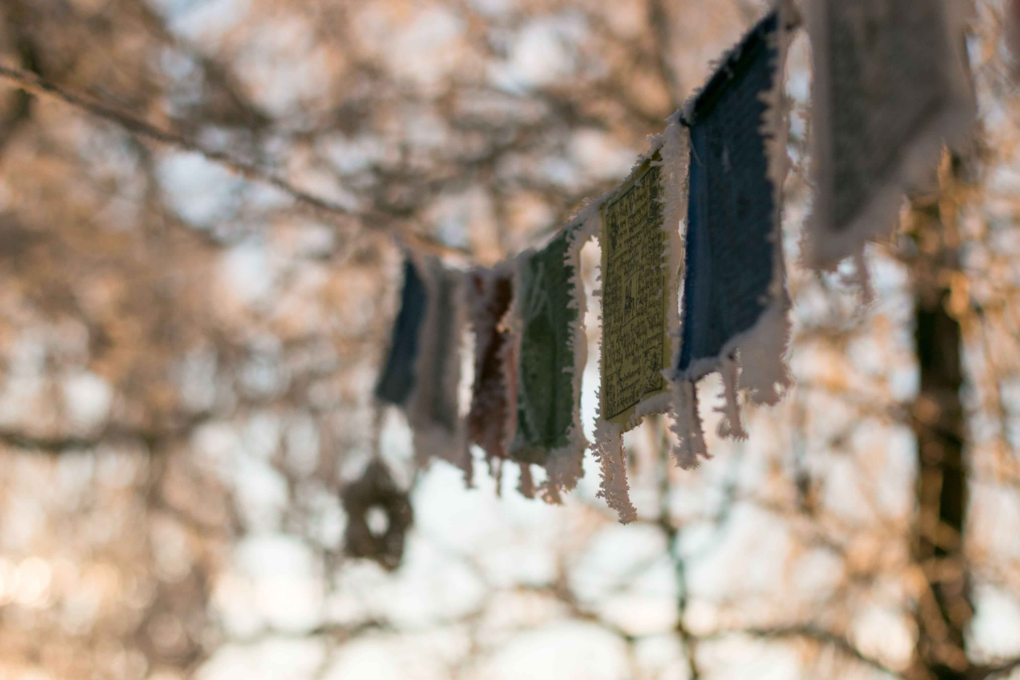 focus on foreground, 4K, gruet, growth, nature, building exterior, selective focus, plant, Prayer Flags, wood - material, Winter, zürcher oberland, branch, HD Wallpaper