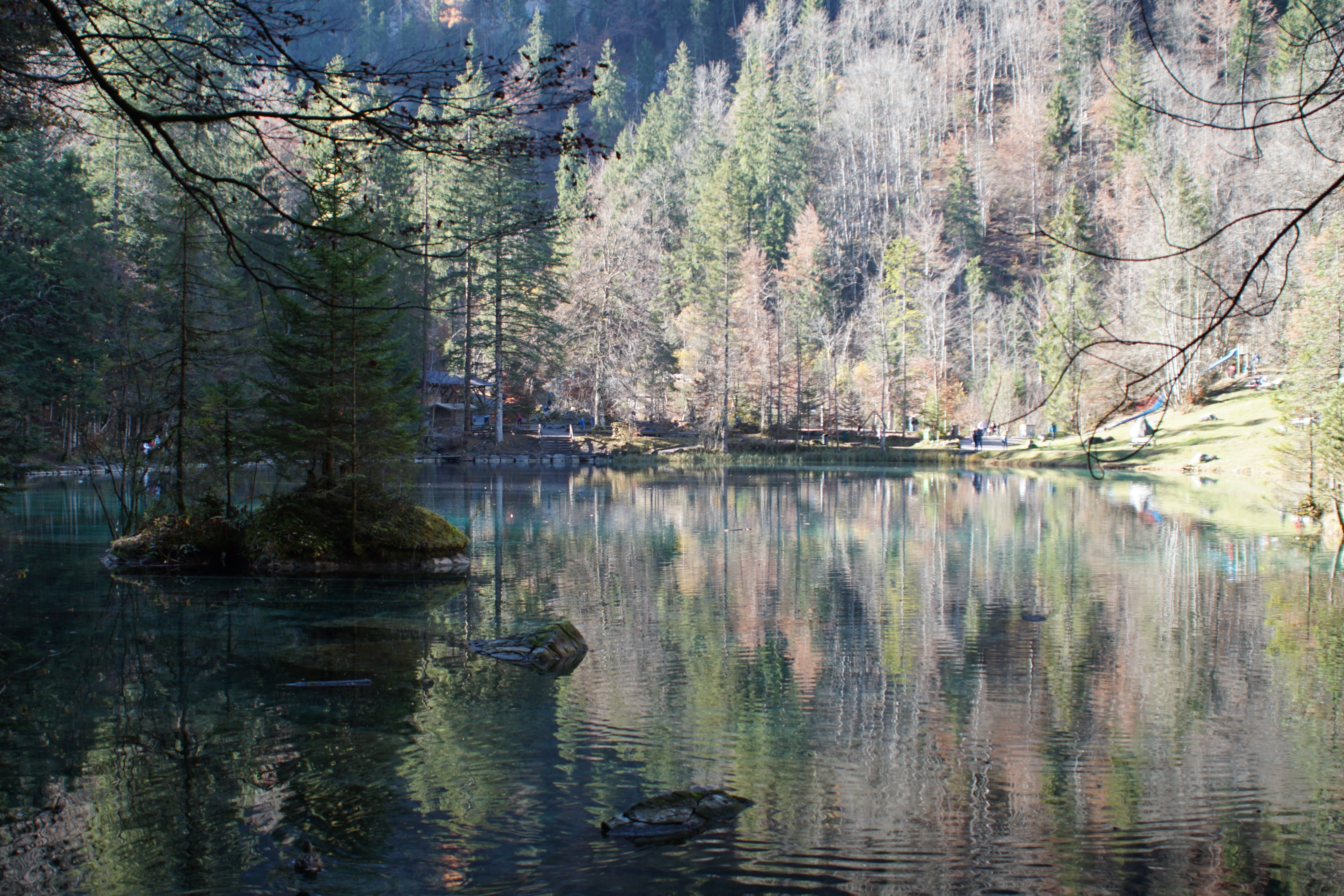 nature, lake, bernese oberland, water, outdoors, non-urban scene, 5K, beauty in nature, animal, reflection, forest, woodland, tree, plant, no people, day, HD Wallpaper