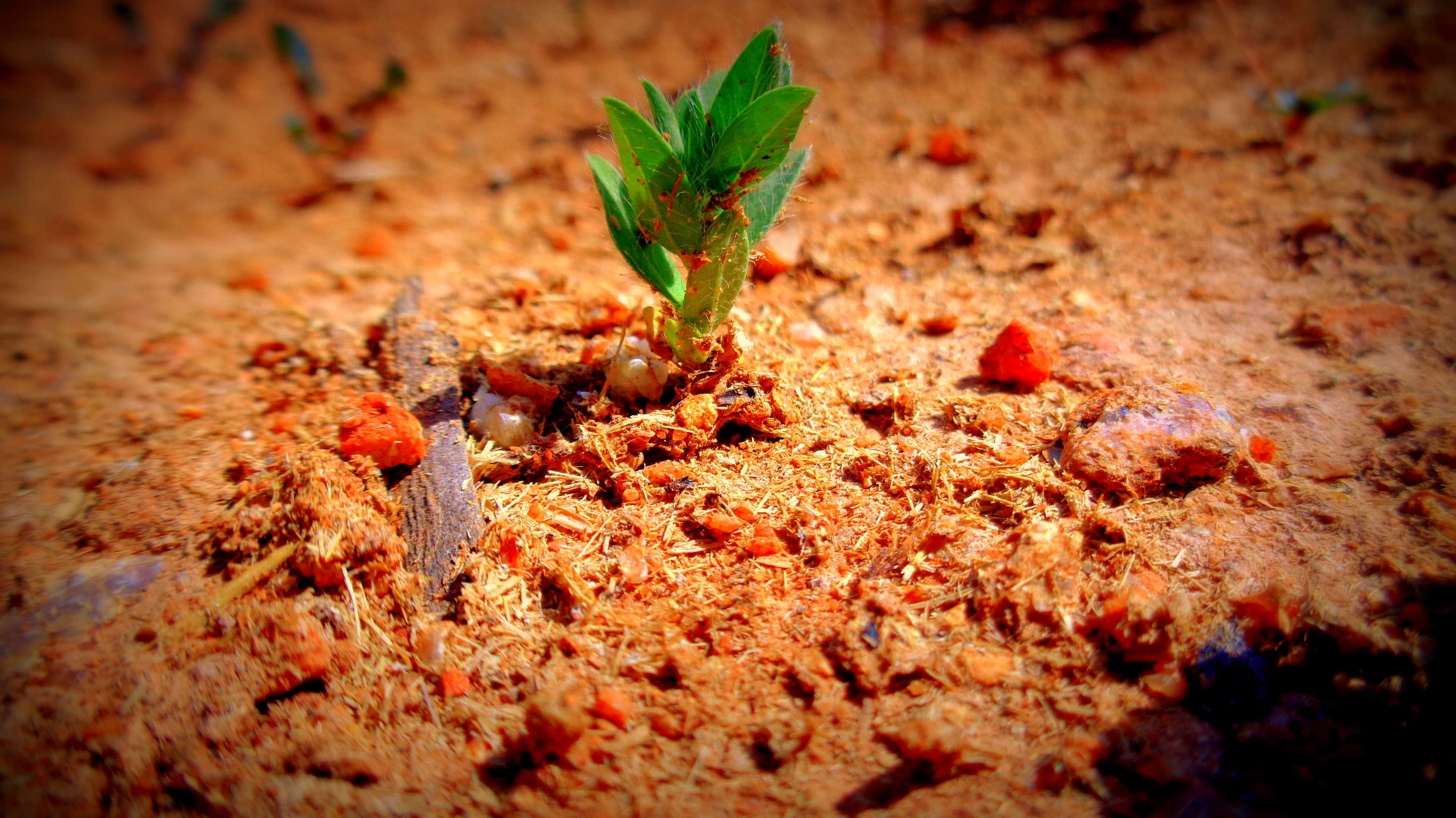 red, leaf, textured, autumn, 4K, land, plant, green color, warrior, desert, plant part, nature, outdoors, focus on foreground, lone, field, close-up, no people, HD Wallpaper