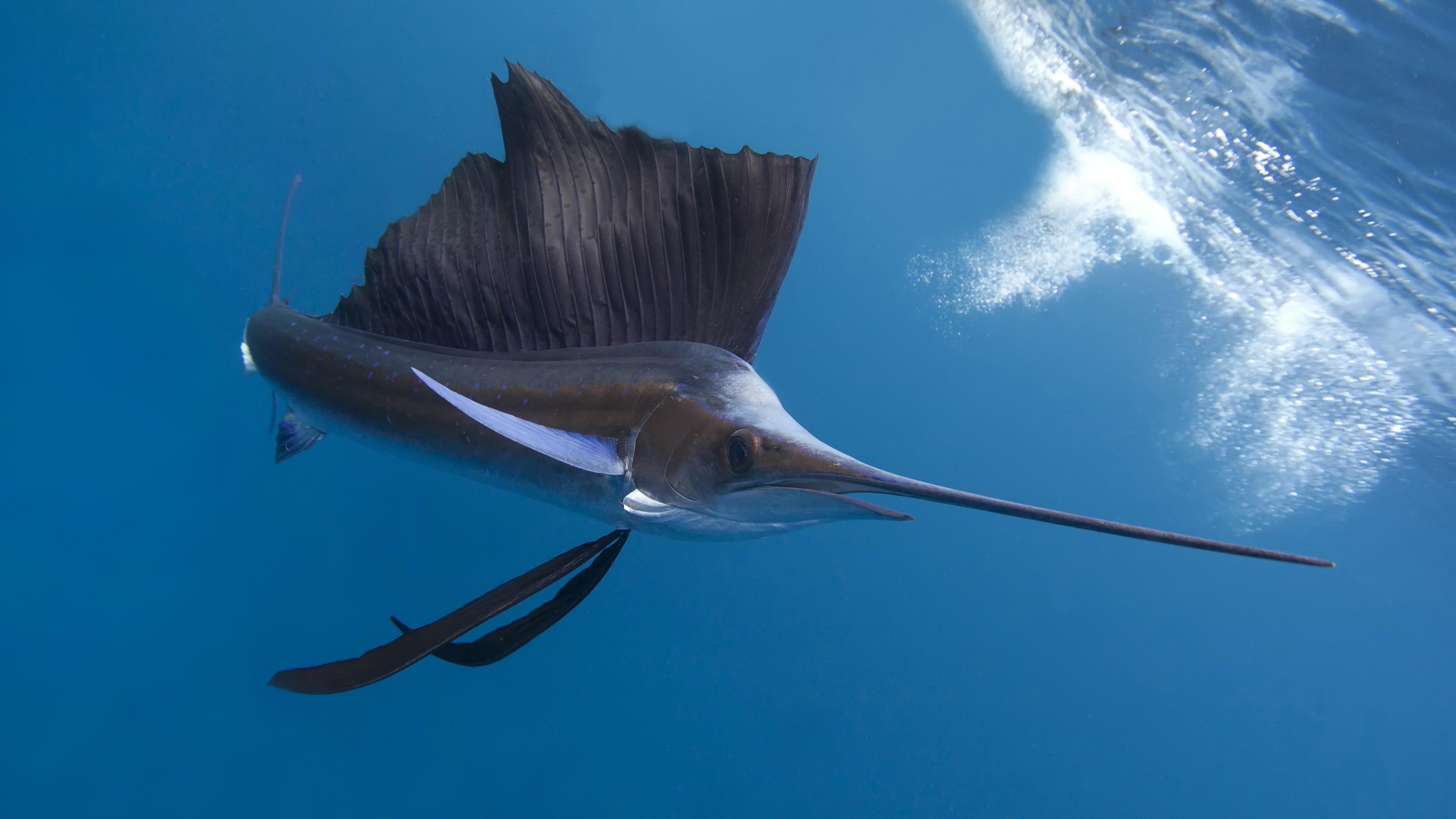 diving, tropical regions, Worlds best diving sites, 5K, Pacific sailfish, underwater, Indian ocean, blue sea, marlin, Pacific ocean, Thailand, tourism, HD Wallpaper
