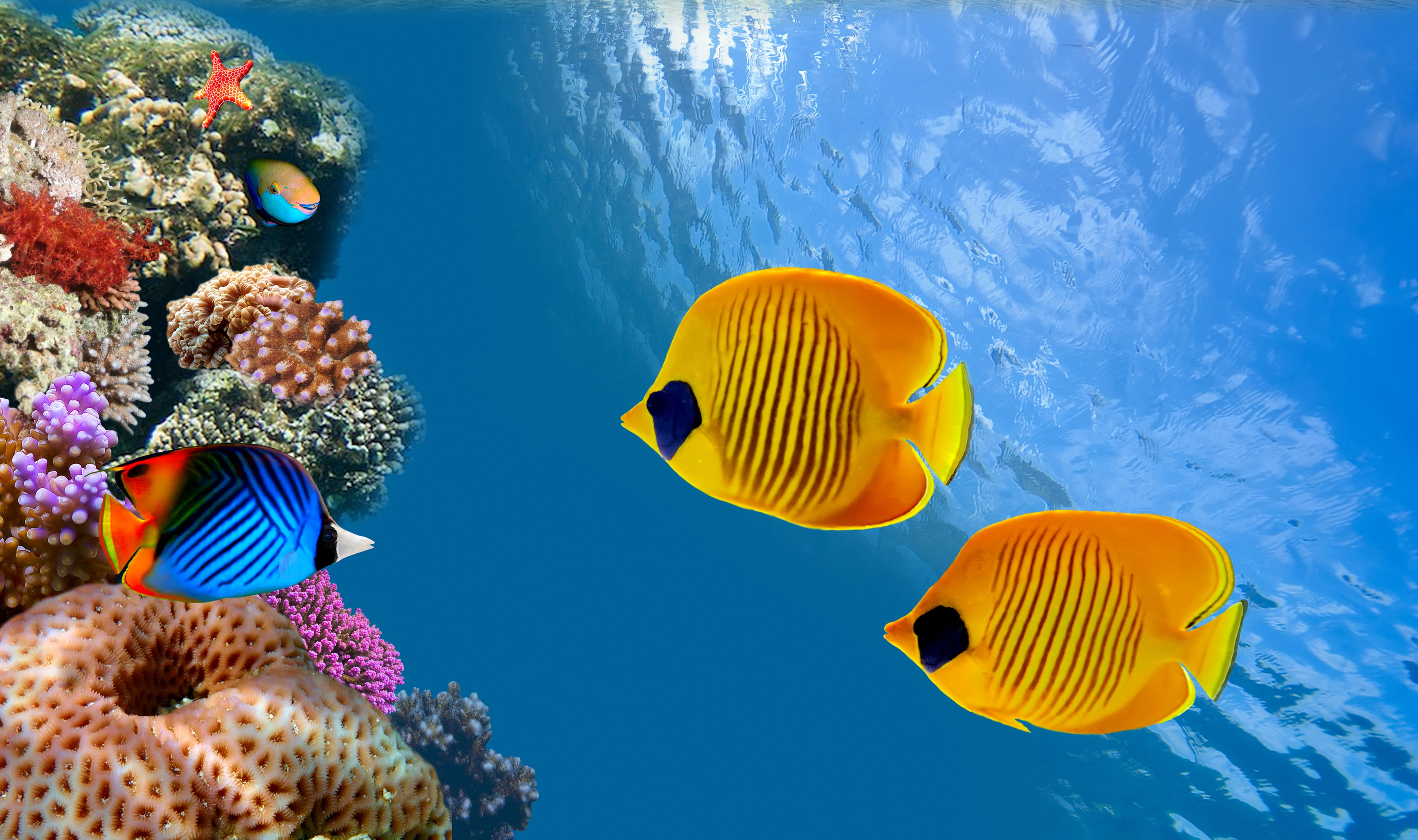 illustration, vertebrate, coral, animal wildlife, the ocean, coral colony, Siam Bay, life, water, red, tropical Fish, scuba Diving, ecosystem, group of animals, HD Wallpaper