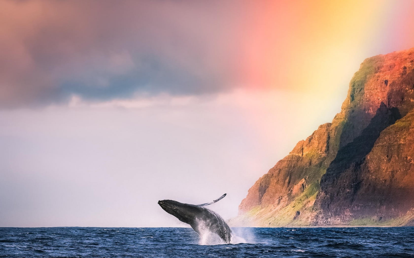 animals in the wild, animal wildlife, marine, black, vertebrate, whale, 720P, white, animals, outdoors, sky, horizon over water, sea life, painting, bird, HD Wallpaper