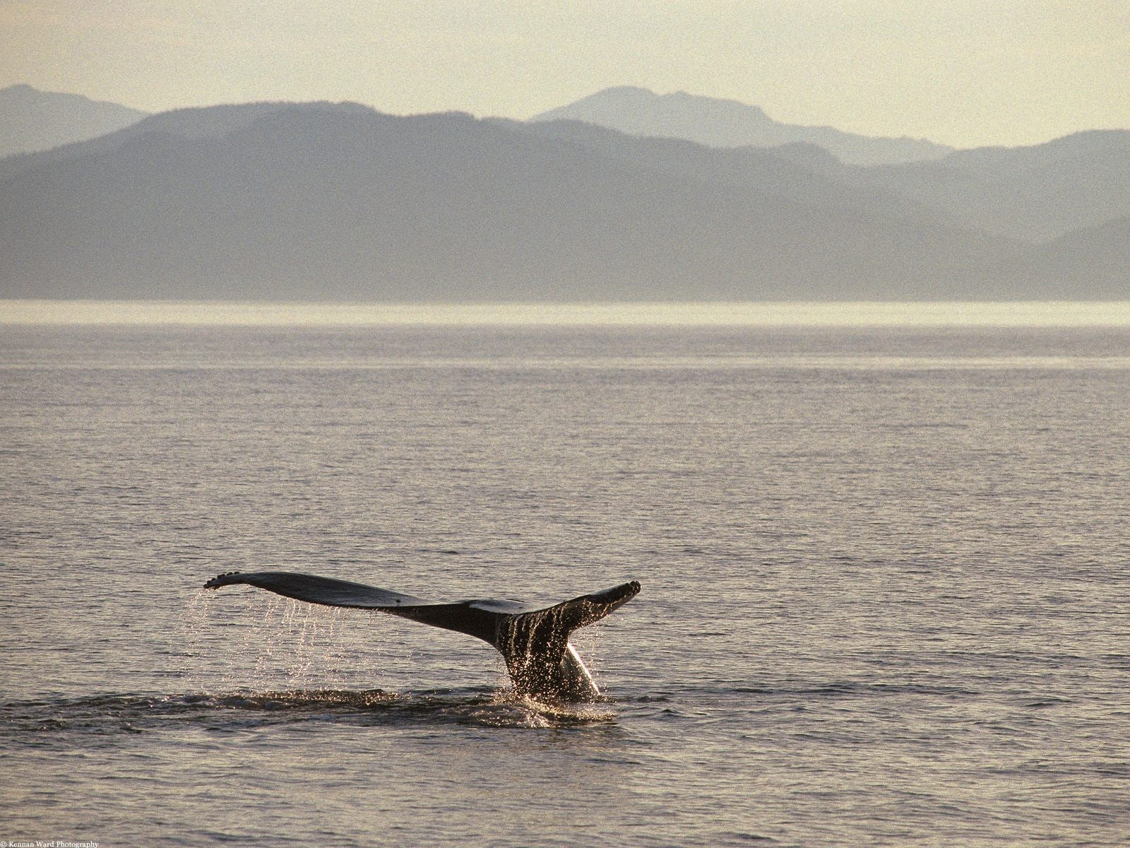 one animal, animal wildlife, 720P, vertebrate, marine, non-urban scene, mammal, animals in the wild, tail fin, nature, sea, mountain range, beauty in nature, HD Wallpaper