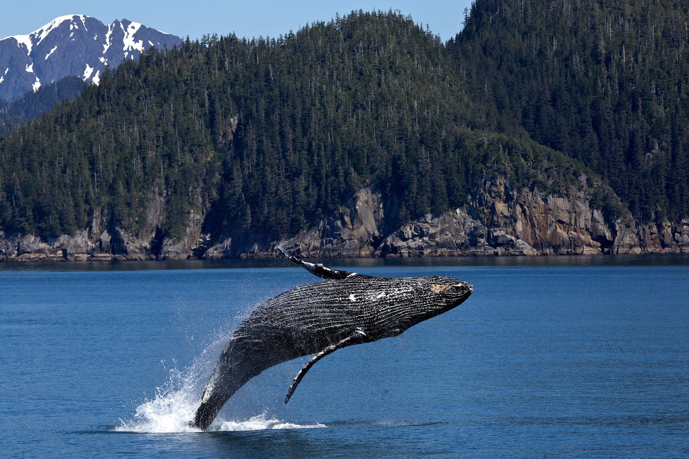 outdoors, animal themes, sea life, beauty in nature, bear glacier, nature, ocean, alaska, animal wildlife, sea, animals in the wild, feeding, whale, tree, HD Wallpaper