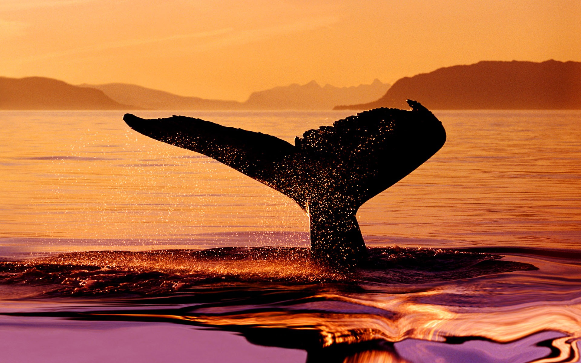 outdoors, aquatic mammal, tail, beauty in nature, no people, animal wildlife, digital, ocean, sky, whale, motion, marine, nature, water, animal themes, HD Wallpaper