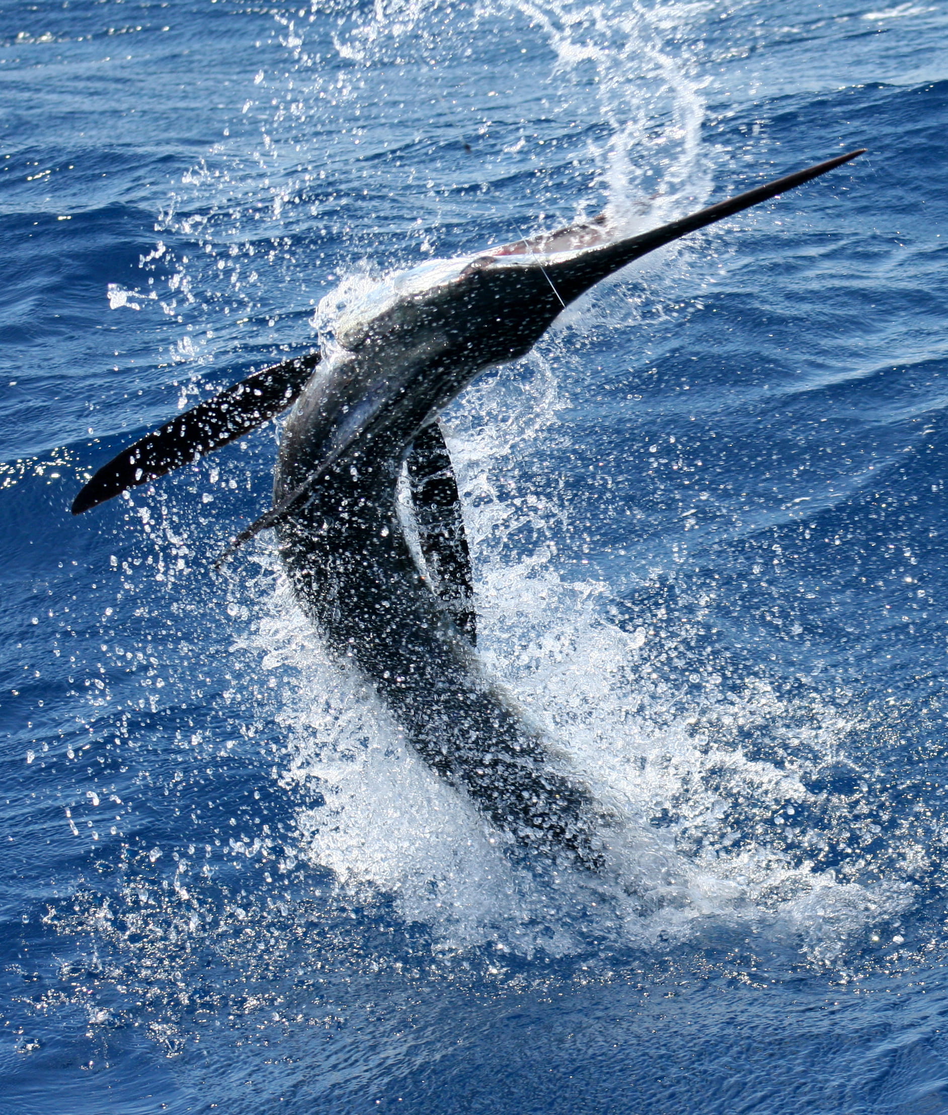 aquatic mammal, underwater, swordfish, animal themes, calgary, splashing, one animal, no people, motion, animals in the wild, marine, nature, mammal, sea, Phone HD Wallpaper