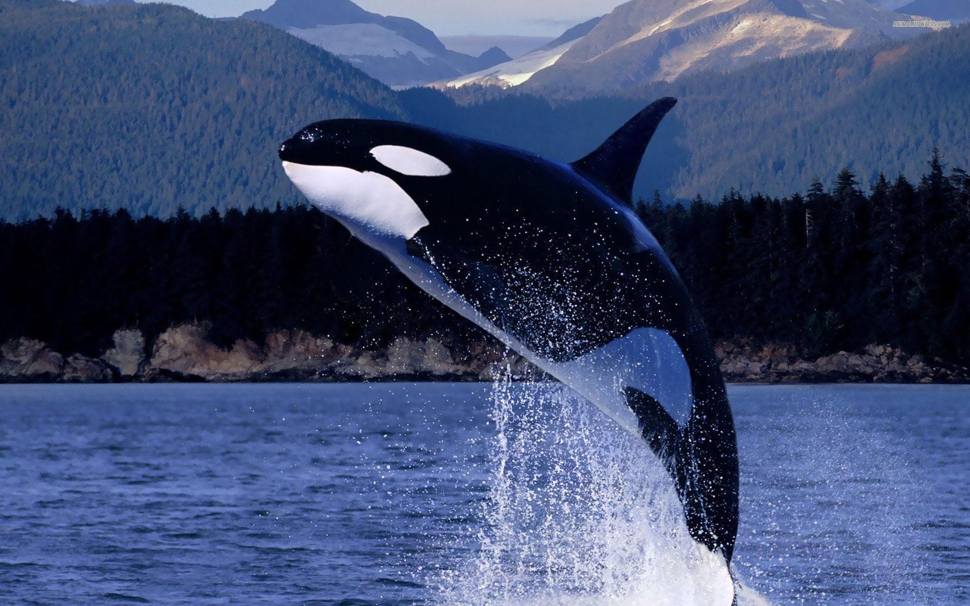 motion, nature, tail fin, splashing, sea, animal wildlife, Animal, one animal, water, Killer Whale, underwater, day, Breaching, marine, aquatic mammal, HD Wallpaper