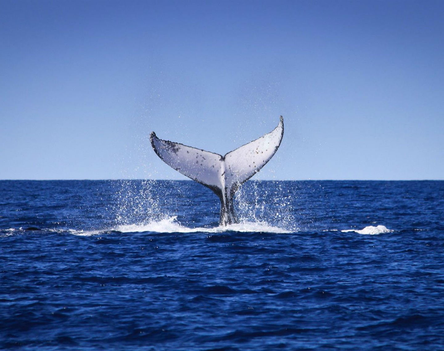 sea, animal themes, one animal, Whale, animals in the wild, aquatic mammal, marine, sea life, horizon, fish, sky, water, sealife, no people, ocean, outdoors, HD Wallpaper