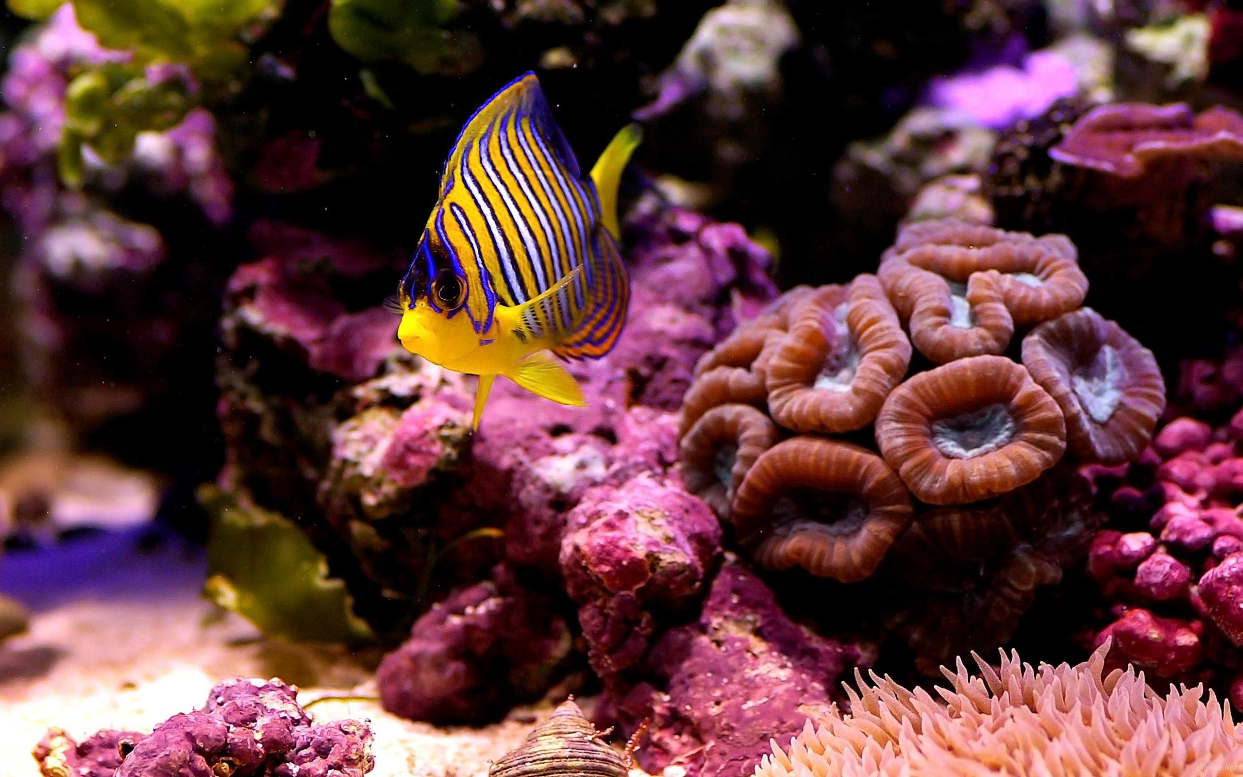 corals, animal wildlife, underwater, blue, animal themes, vertebrate, sea, animals in the wild, tropical Climate, no people, multi Colored, wildlife, striped, HD Wallpaper